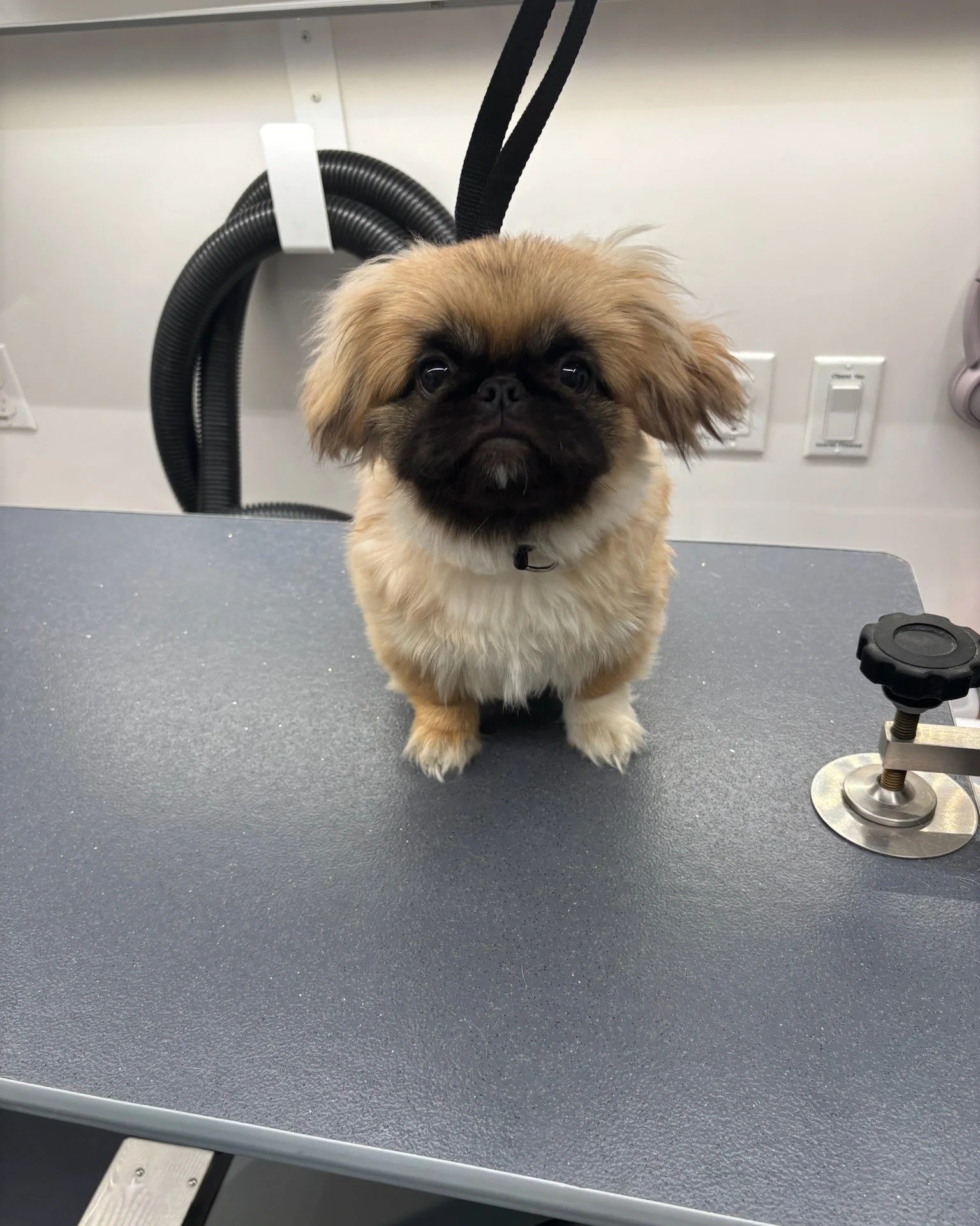 ✨ From scruffy to fluffy! 🐾 This little cutie got the full Happy Tails treatment today — swipe to see the glow-up. 💈✂️ Fresh, clean, and oh-so snuggly! #HappyTails #FreshCutFriday #FromRuffToFluff