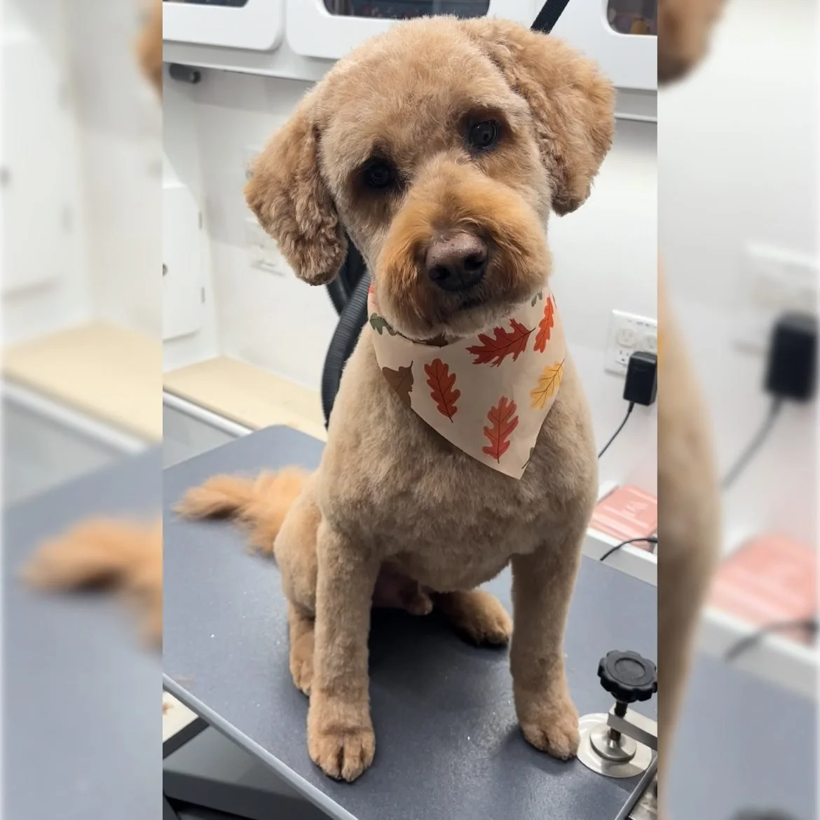 Happy holidays from Happy Tails! Theres still time to get your appointments scheduled so your pets can look their best this holiday season! 🐾💛 #doodles #doggroomer #happytailsmpc