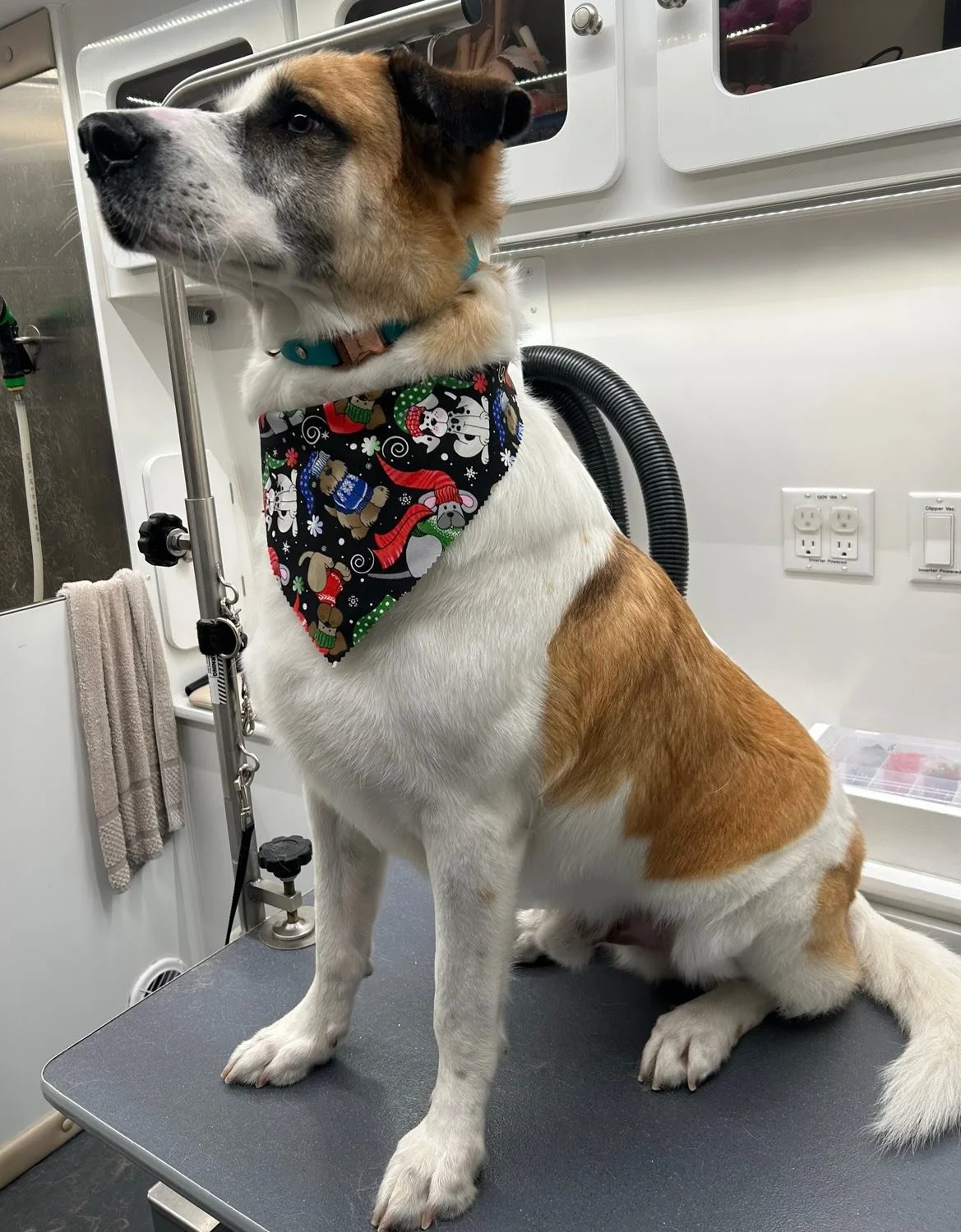 Deshedded: ✅ 
Nails filed: ✅
Ears cleaned: ✅
Teeth brushed: ✅
Handsomest good boy: ✅
#doggroomer #desheddingtreatment #happytailsmpc