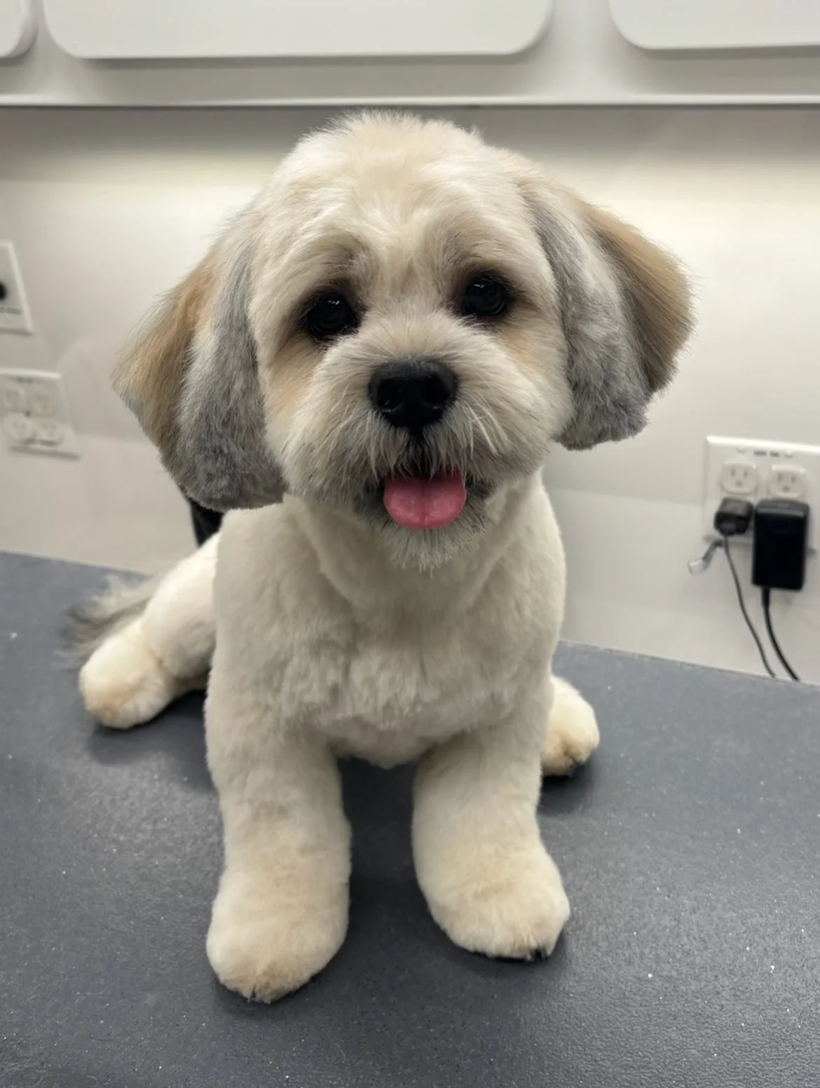 Transformation Tuesday! ✨❤️🐾 #doggrooming #happytailsmpc #doglovers