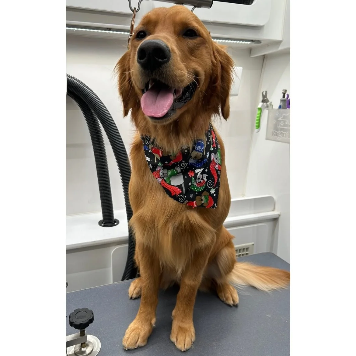 Big Brother &amp; Little Sis: All groomed and ready to zoom! 🐾❤️ #doggrooming #goldenretriever #happytailsmpc