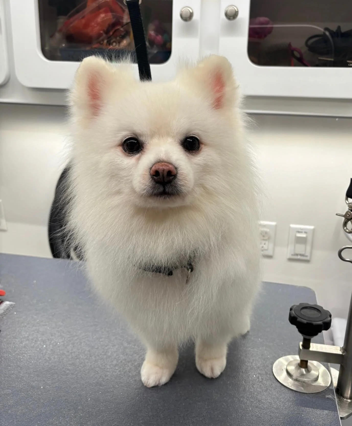 The fluffy and fabulous duo! ✨🐾 #dogs #doggrooming #happytailsmpc