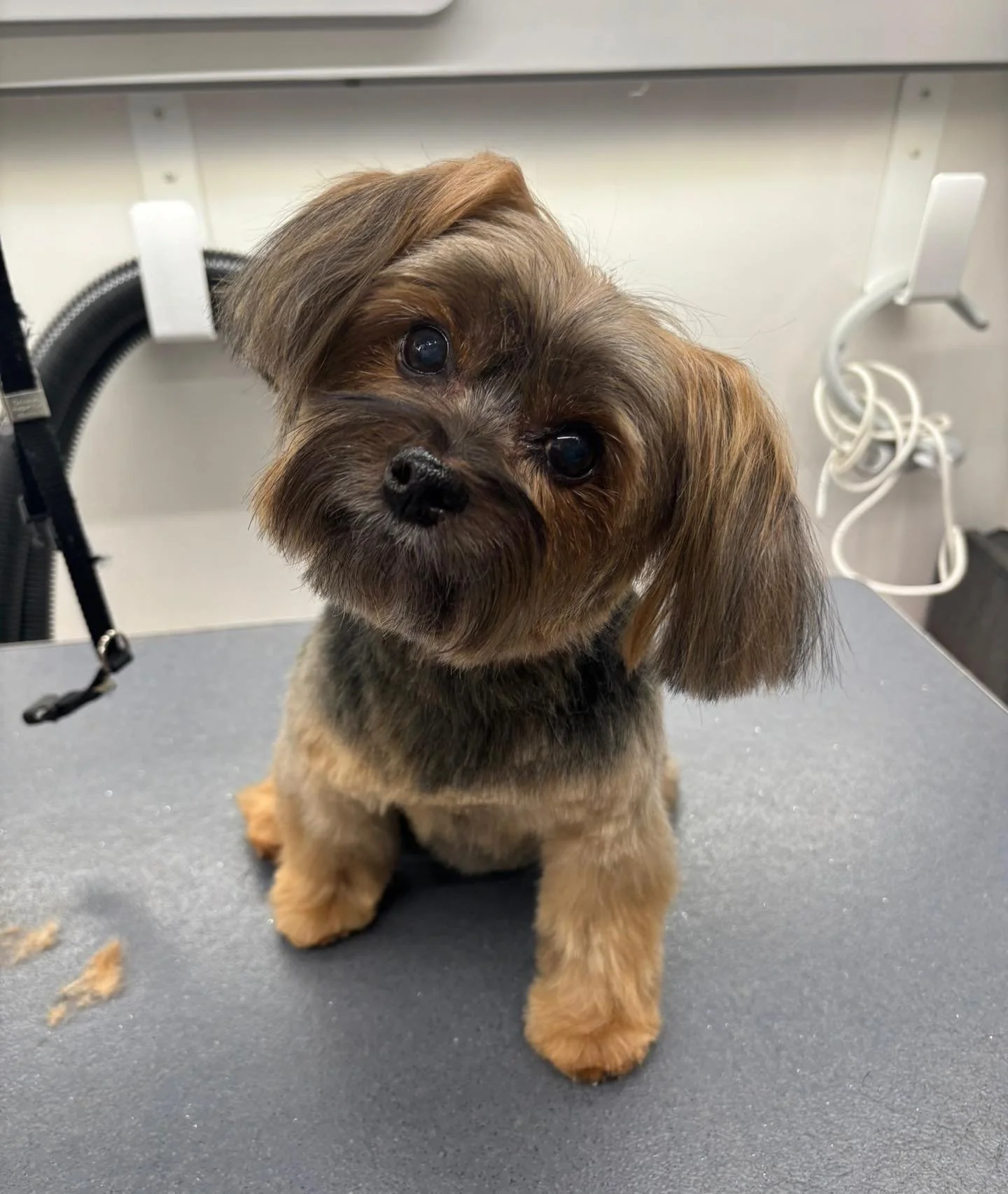 Bad hair day? Never heard of it. #puppy #doggrooming #happytailsmpc