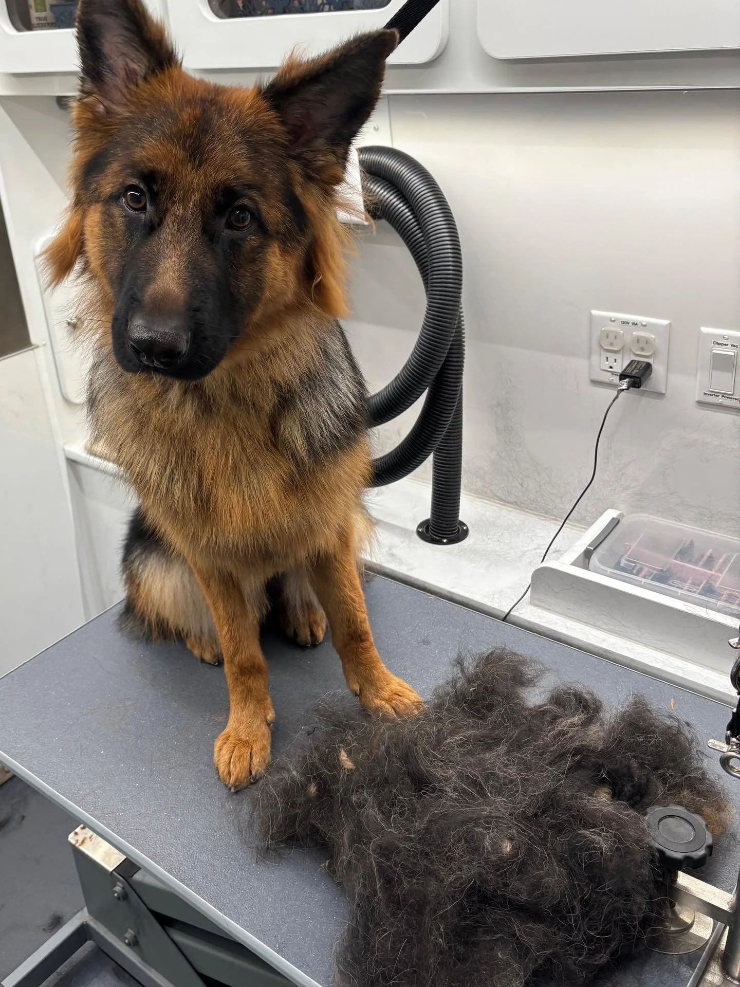 Regular deshedding treatments help keep shedding to a minimum. So give your vacuum a break and book your appointment today! #dogs #deshedding #happytailsmpc