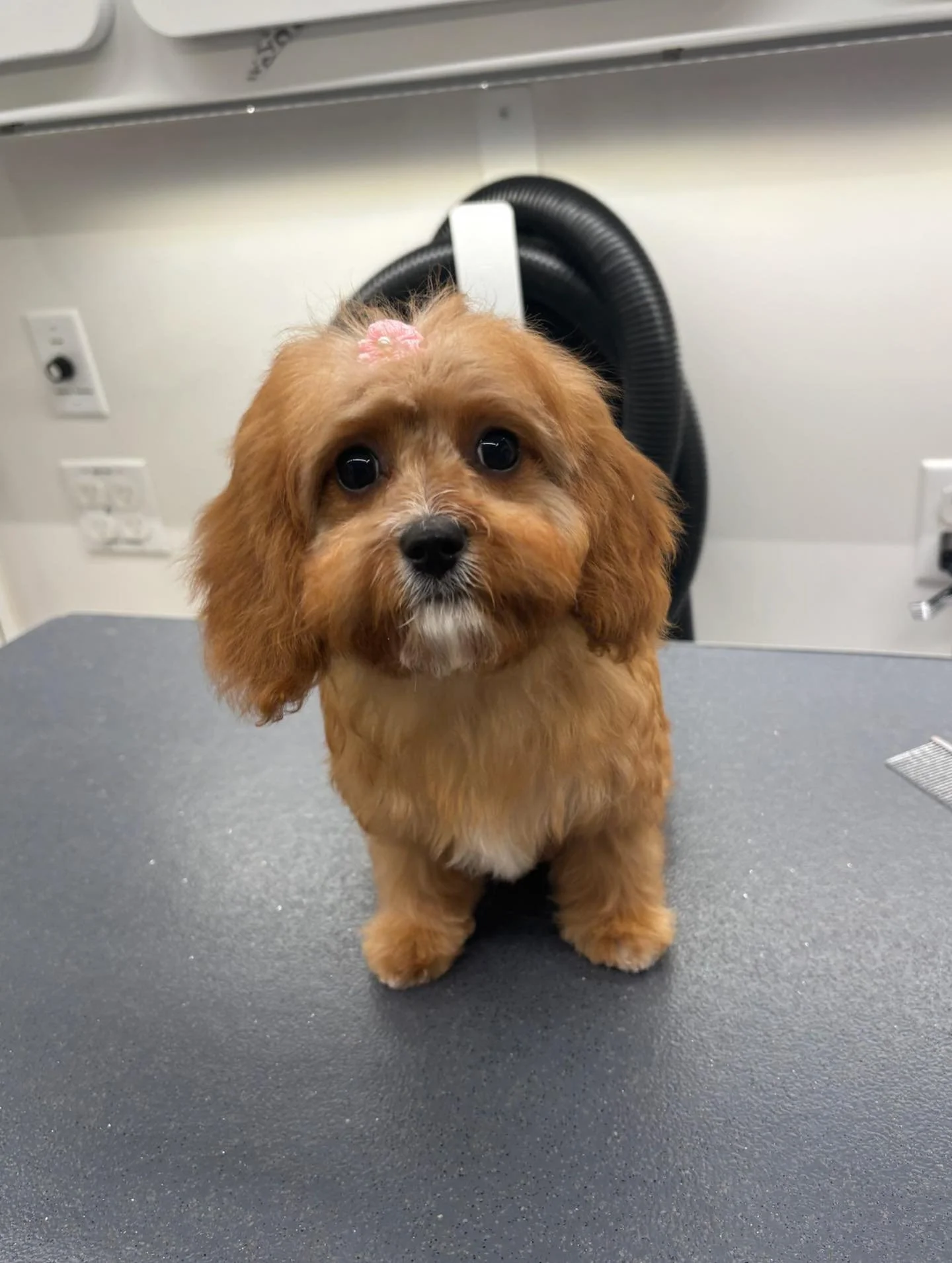Transformation Tuesday: Puppy Glow up! ✨#puppy #doggrooming #happytailsmpc