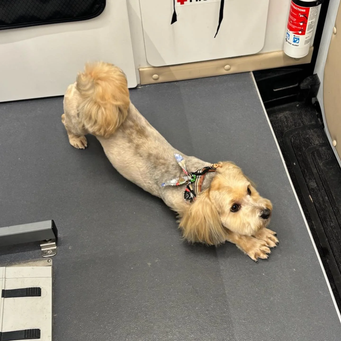 Getting some post groom stretches in! 🐶 #doggrooming #dogs #happytailsmpc