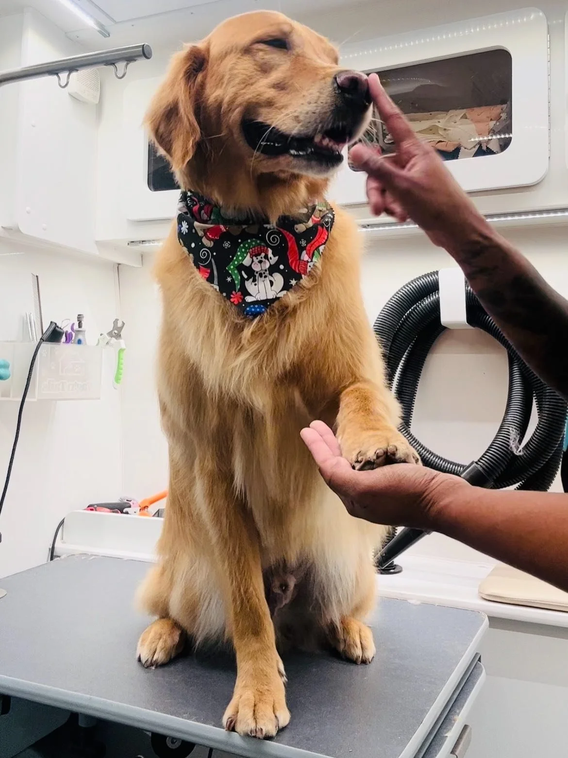 Happy Holidays from Happy Tails! Thank you for letting us get your fur babies ready to celebrate 🐾 #dogs #doggrooming #happytailsmpc