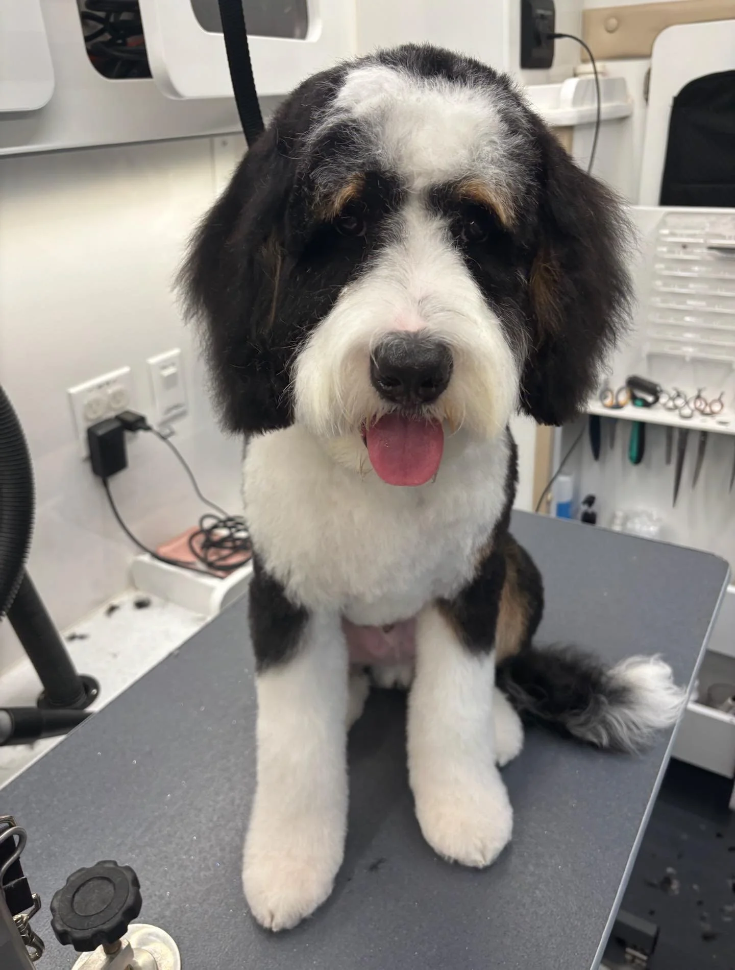 Feeling like a millions bones after this groom! ✨ #doodle #dogs #doggroomer #happytailsmpc