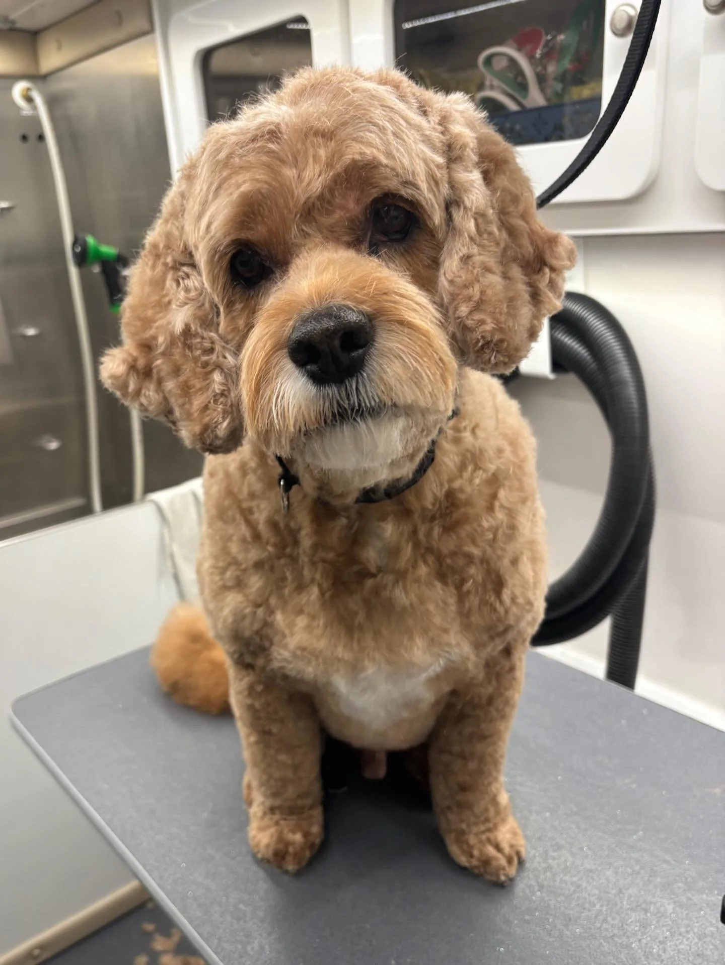 From scruffy to superstar in one groom! ⭐️ #dogs #doglovers #doggrooming #mobiledoggrooming #happytailsmpc