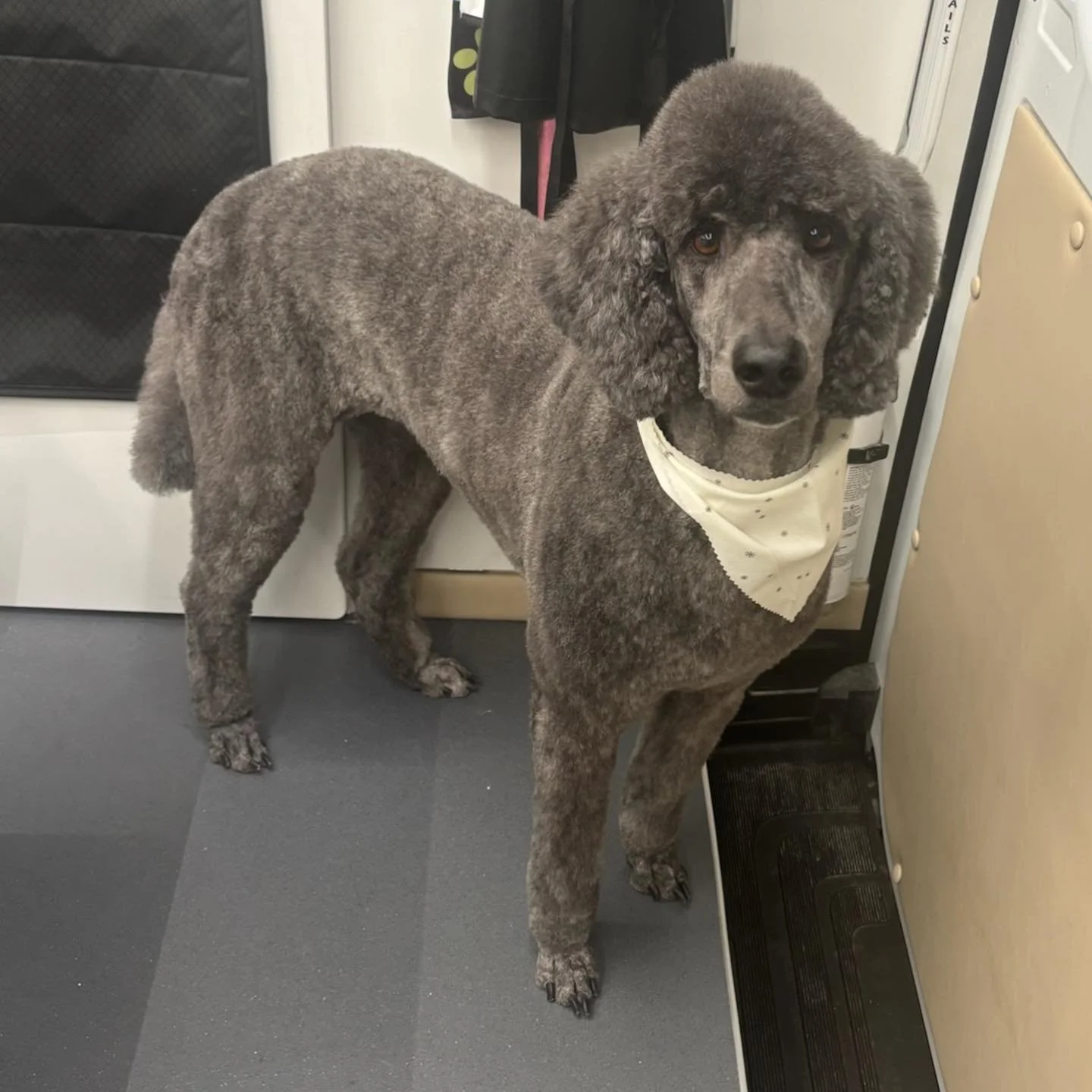 Perfectly pampered poodle! 🐩 ✨ #dogs #doggroomer #doggrooming #mobiledoggrooming #happytailsmpc