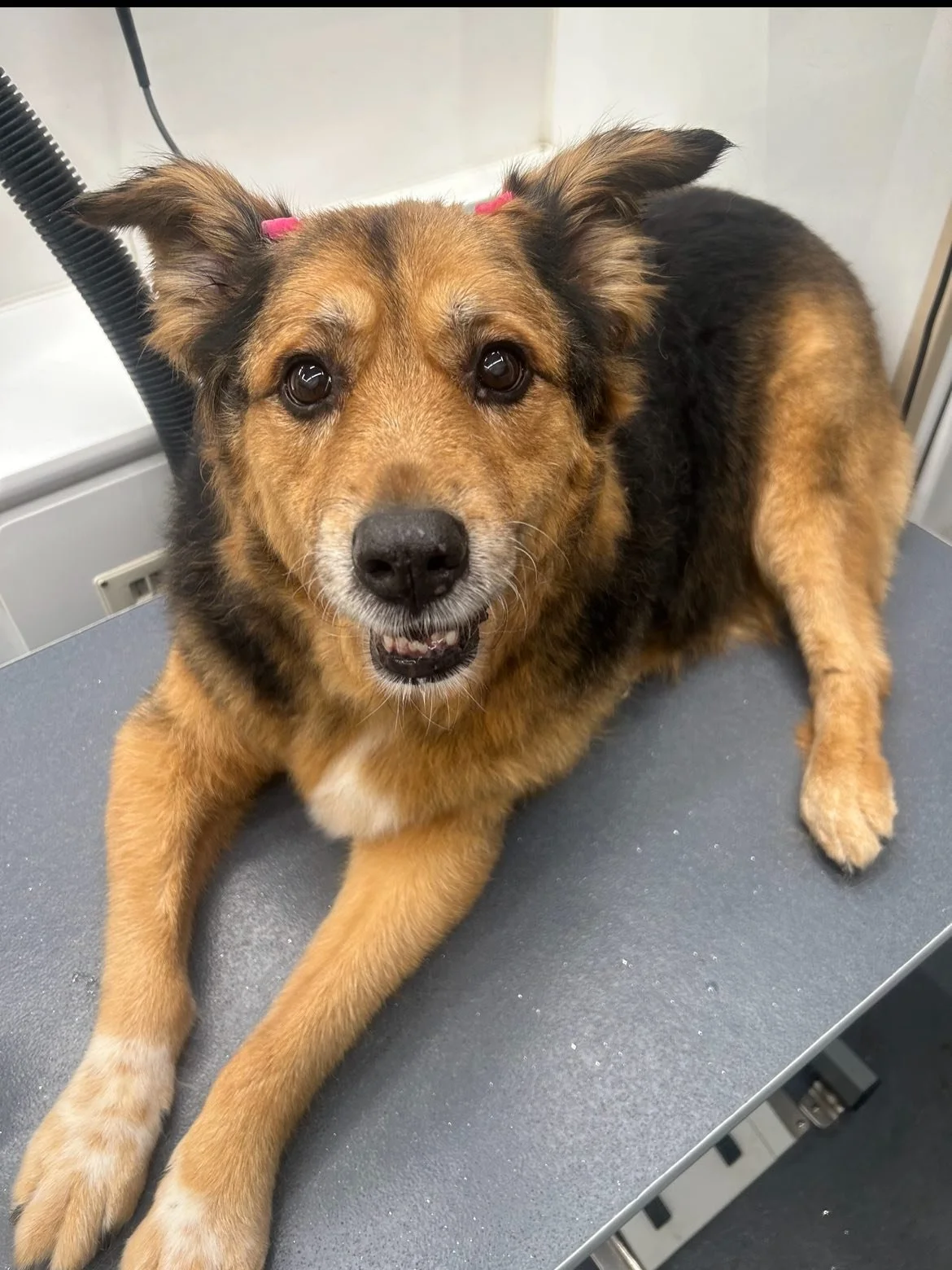Princess Mia looking beautiful after her bath! #dogs #germanshepherd #doggrooming #mobiledoggrooming #happytailsmpc