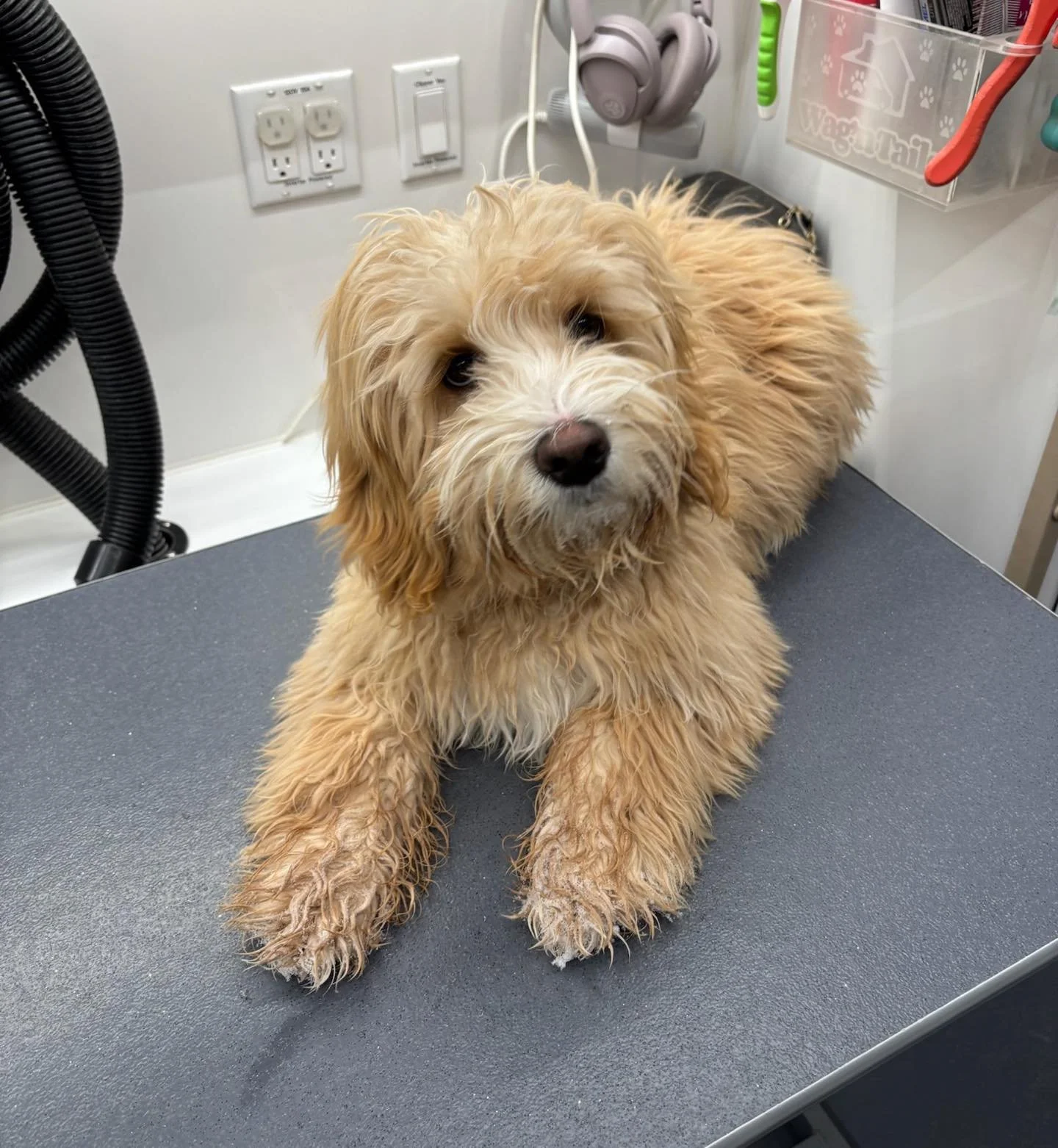 Aces first groom! Happy, fluffy, and ready to go! ✨ #puppy #puppylife #dog #doggrooming #happytailsmpc