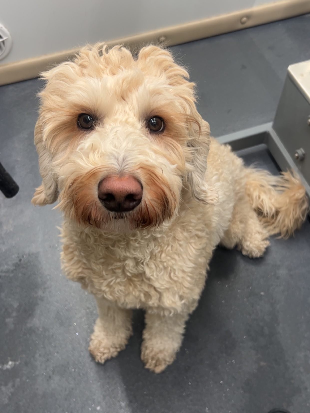 Check out this angels transformation. And those long eyelashes! ❤️ #dogs #doodle #doodlelove #doggroomer #happytailsmpc