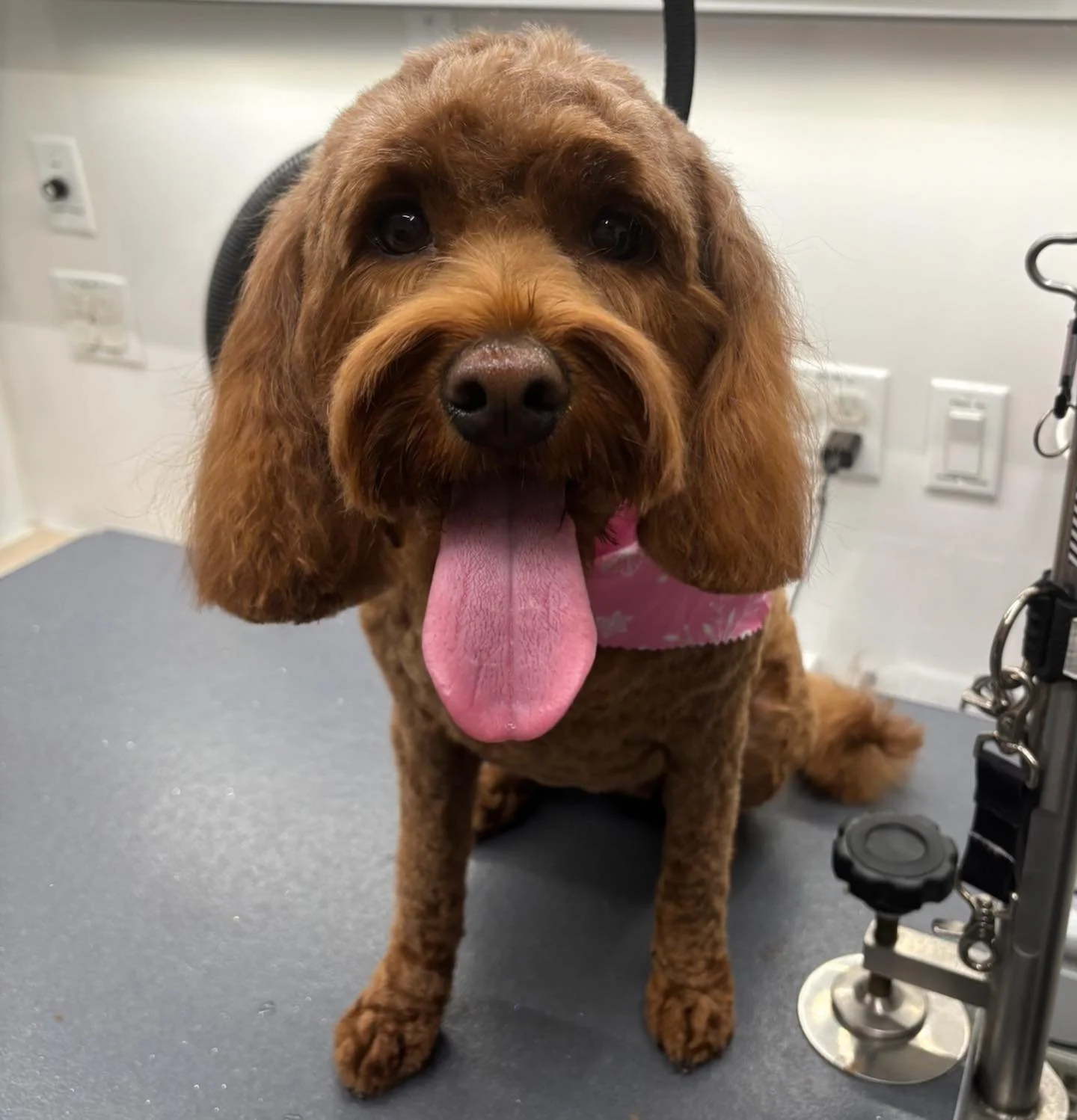 Fresh cut and ready to strut! ✨🐾 #dog #doglovers #doggroomer #mobiledoggrooming #happytailsmpc