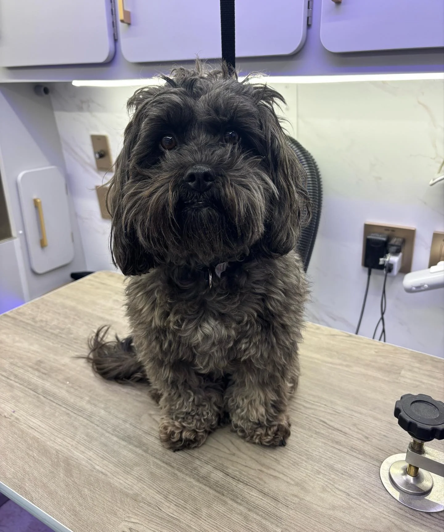 Mr Hugo is groomed to pawfection! #dog #doggrooming #mobiledoggrooming #doglovers #happytailsmpc