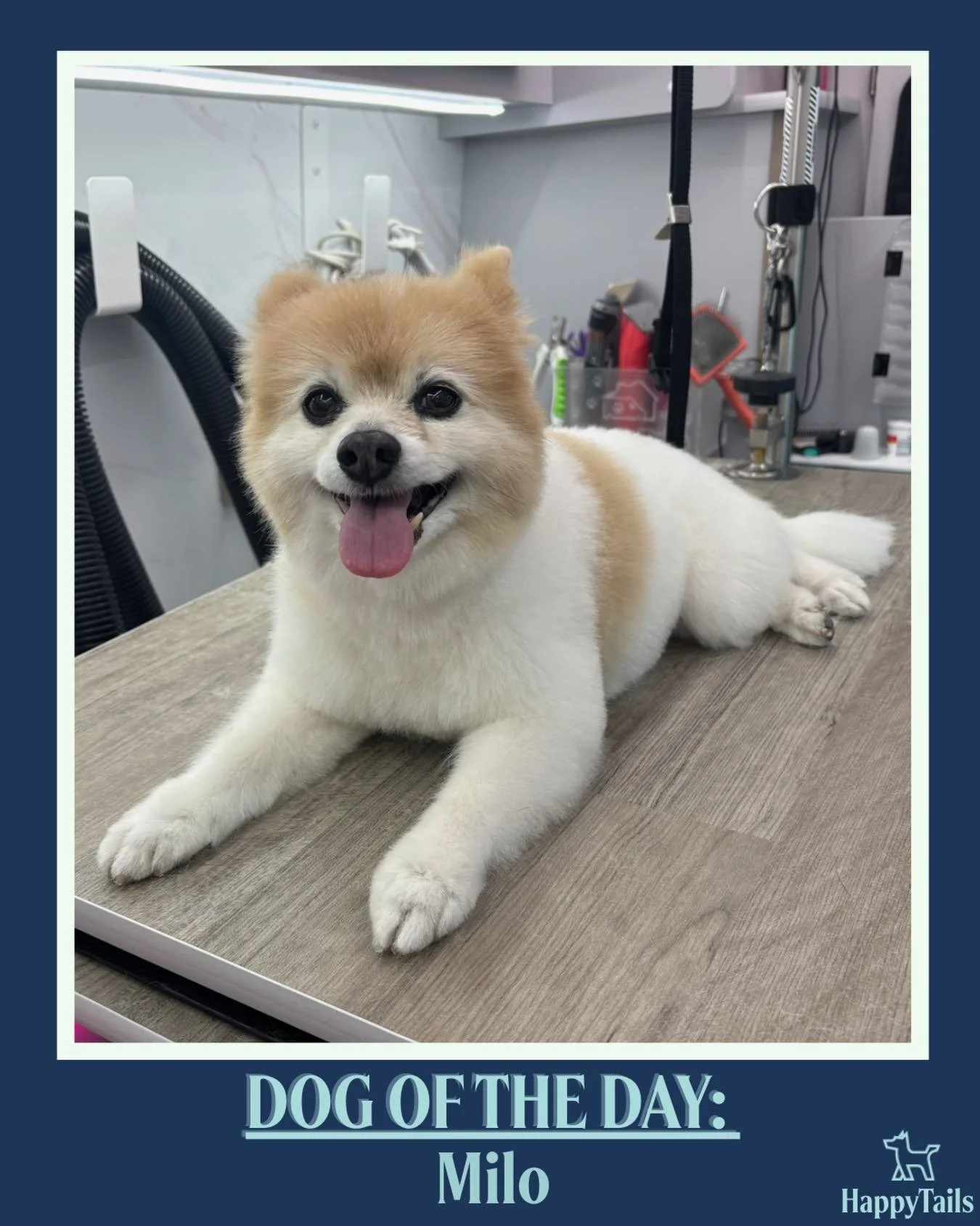 Milo 💕🐾 #dogoftheday #happytailsmpc