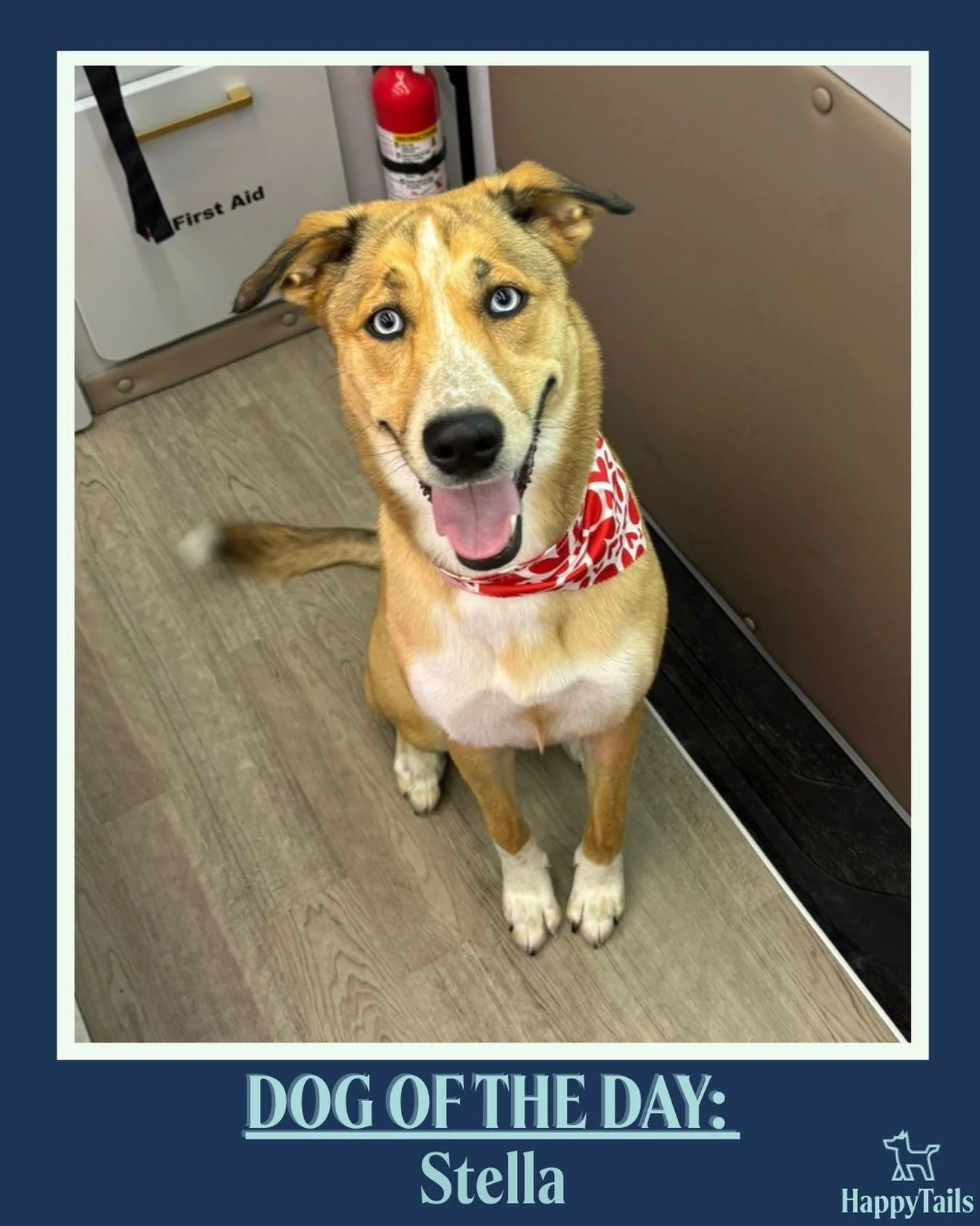 Stella 💕🐾 #dogoftheday #happytailsmpc