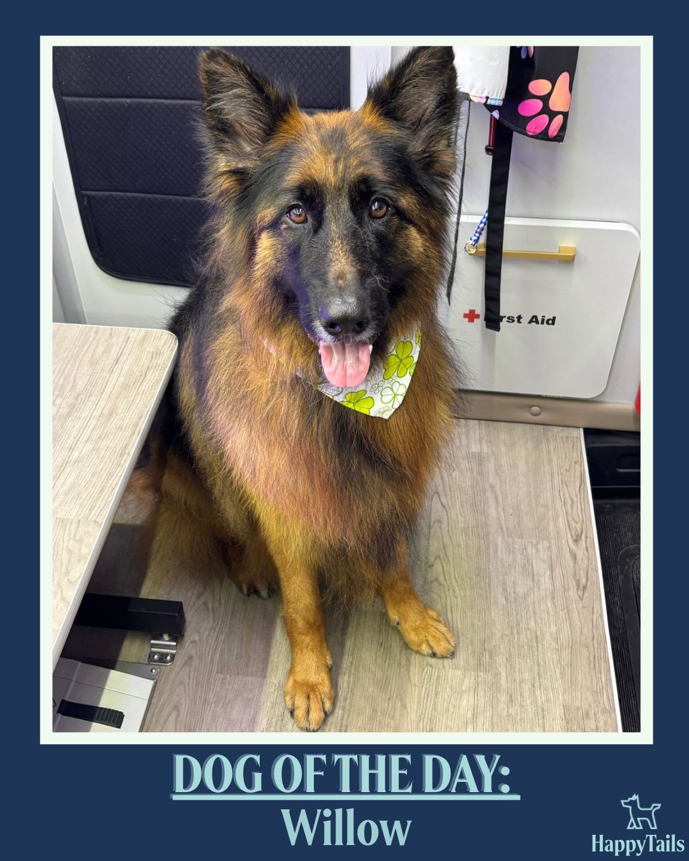 Willow 💕🐾 #dogoftheday #happytailsmpc