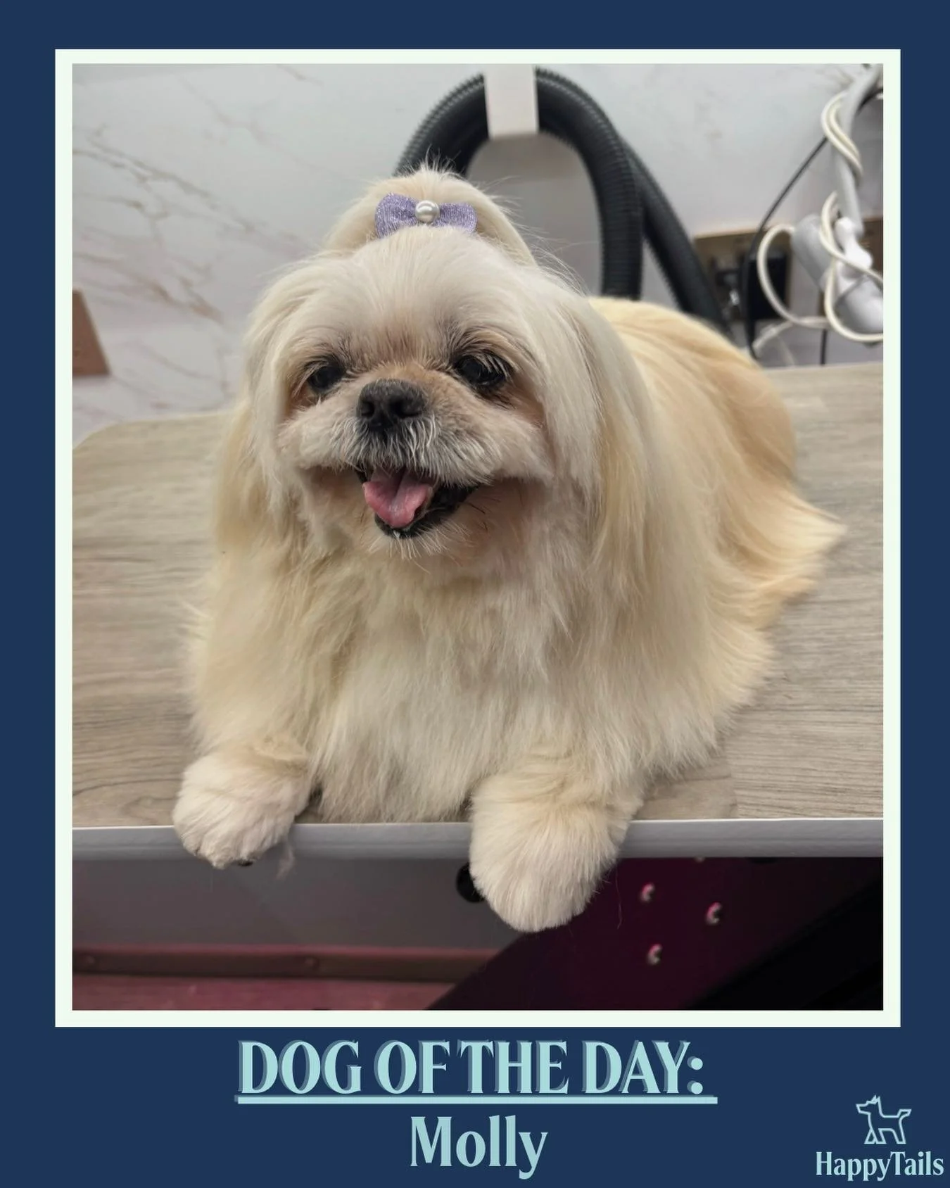 Molly 💕🐾 #dogoftheday #happytailsmpc