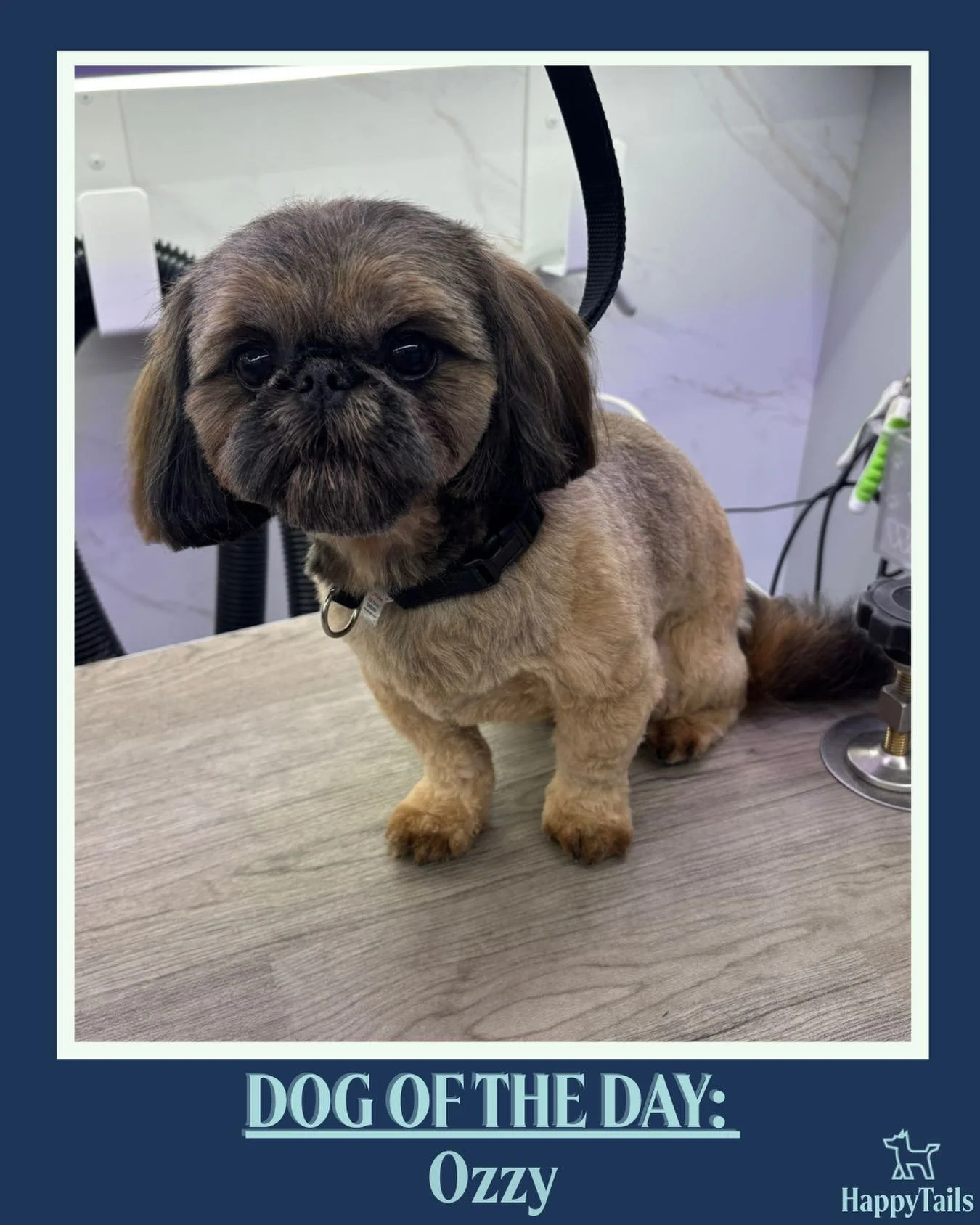 Ozzy 💕🐾 #dogoftheday #happytailsmpc