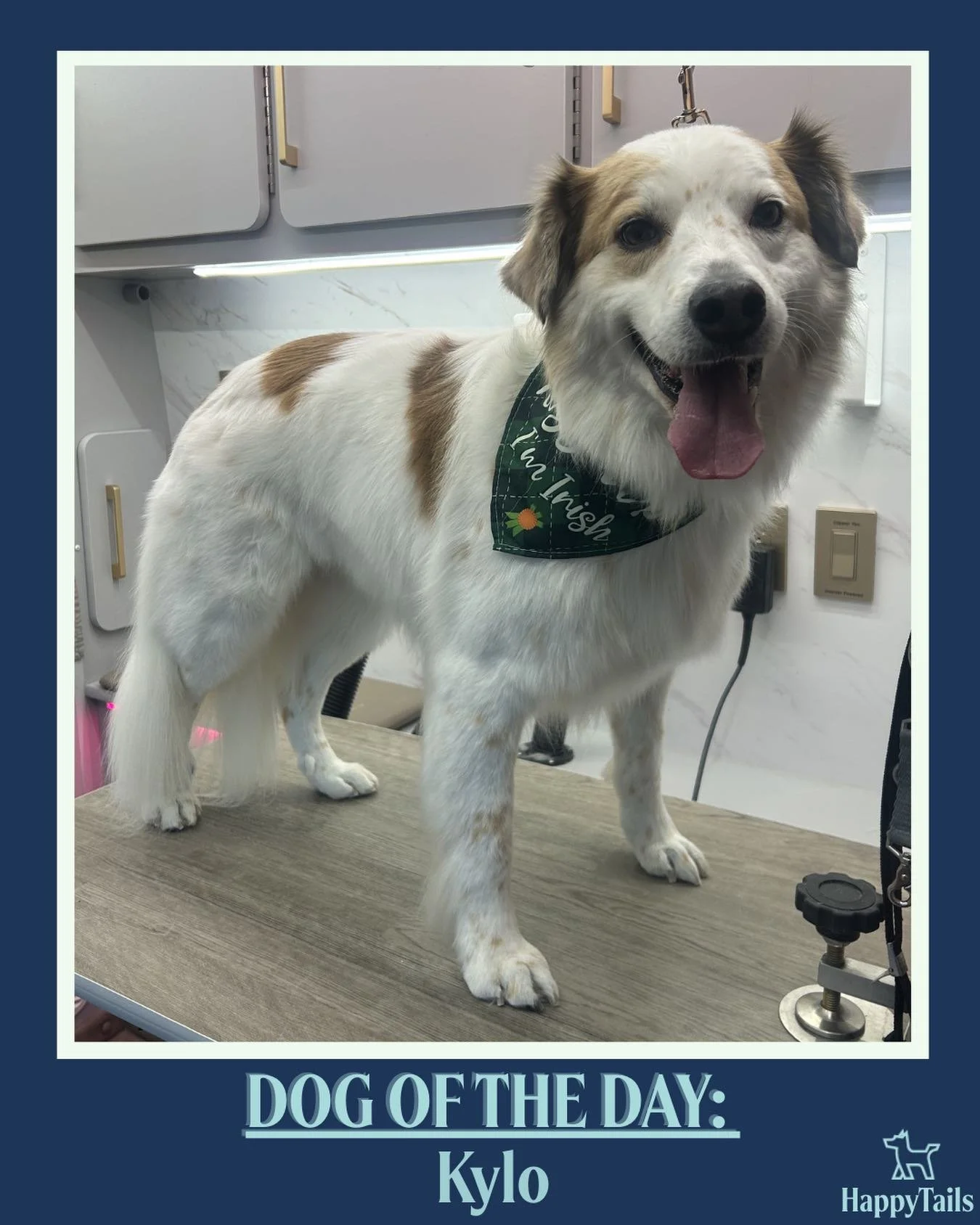 Kylo 💕🐾 #dogoftheday #happytailsmpc