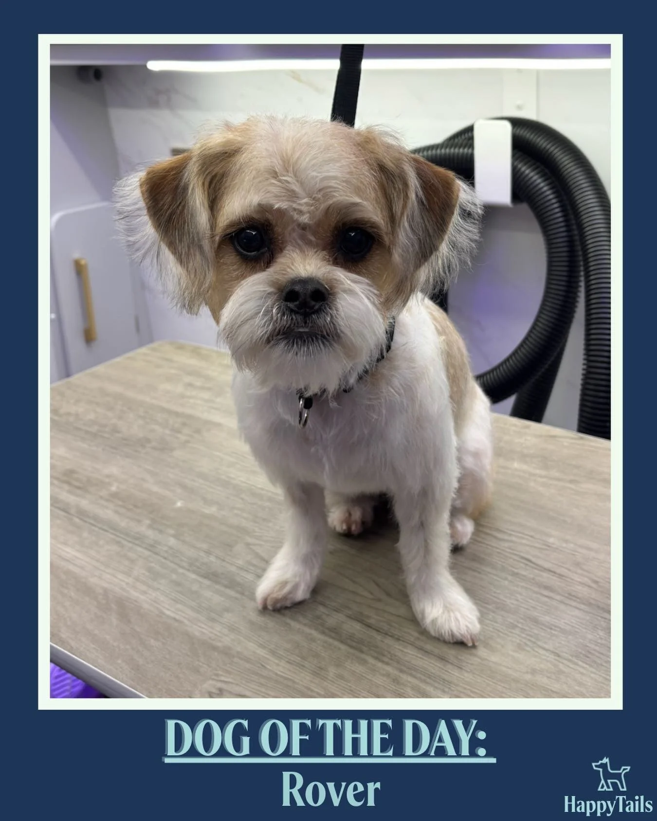 Rover 💕🐾 #dogoftheday #happytailsmpc