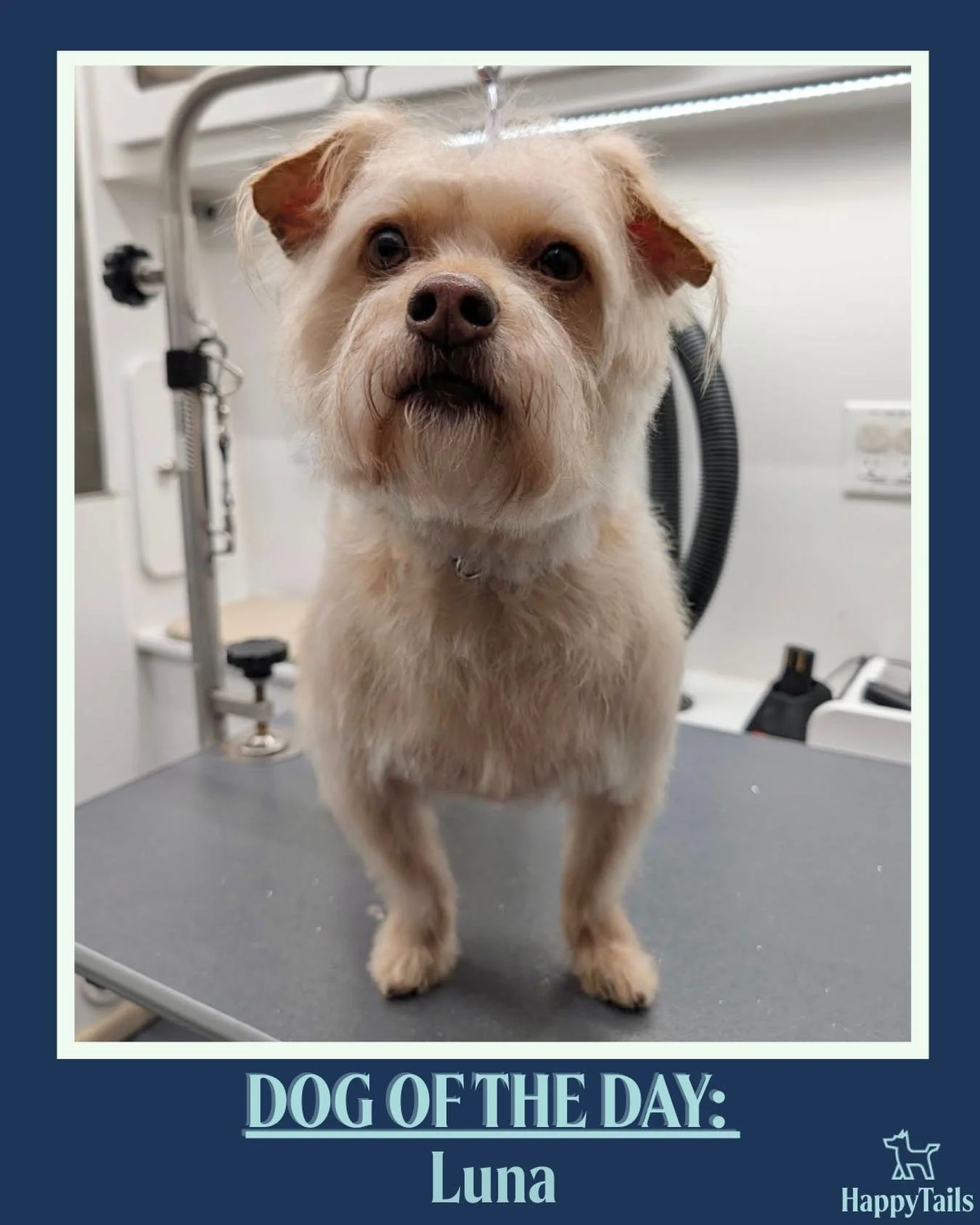 Luna 💕🐾 #dogoftheday #happytailsmpc