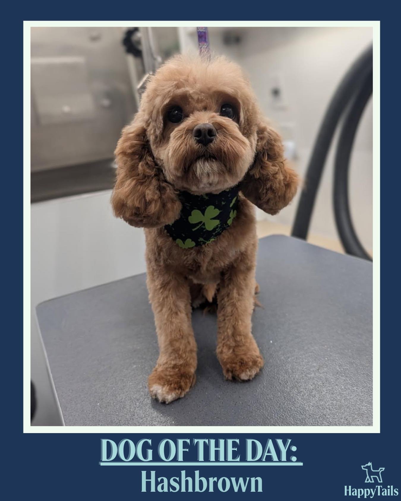 Hashbrown 💕🐾 #dogoftheday #happytailsmpc