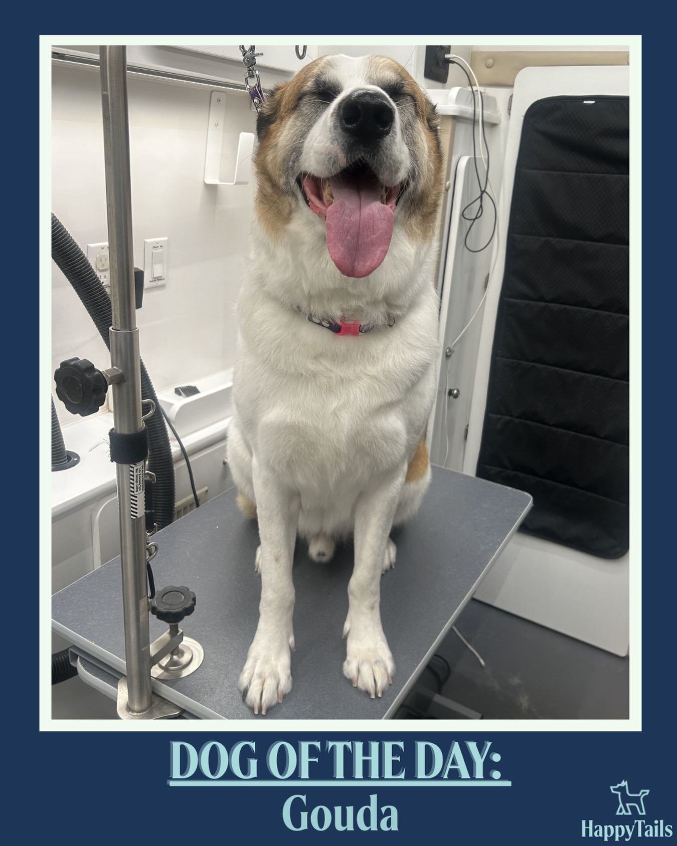 Gouda 💕🐾 #dogoftheday #happytailsmpc