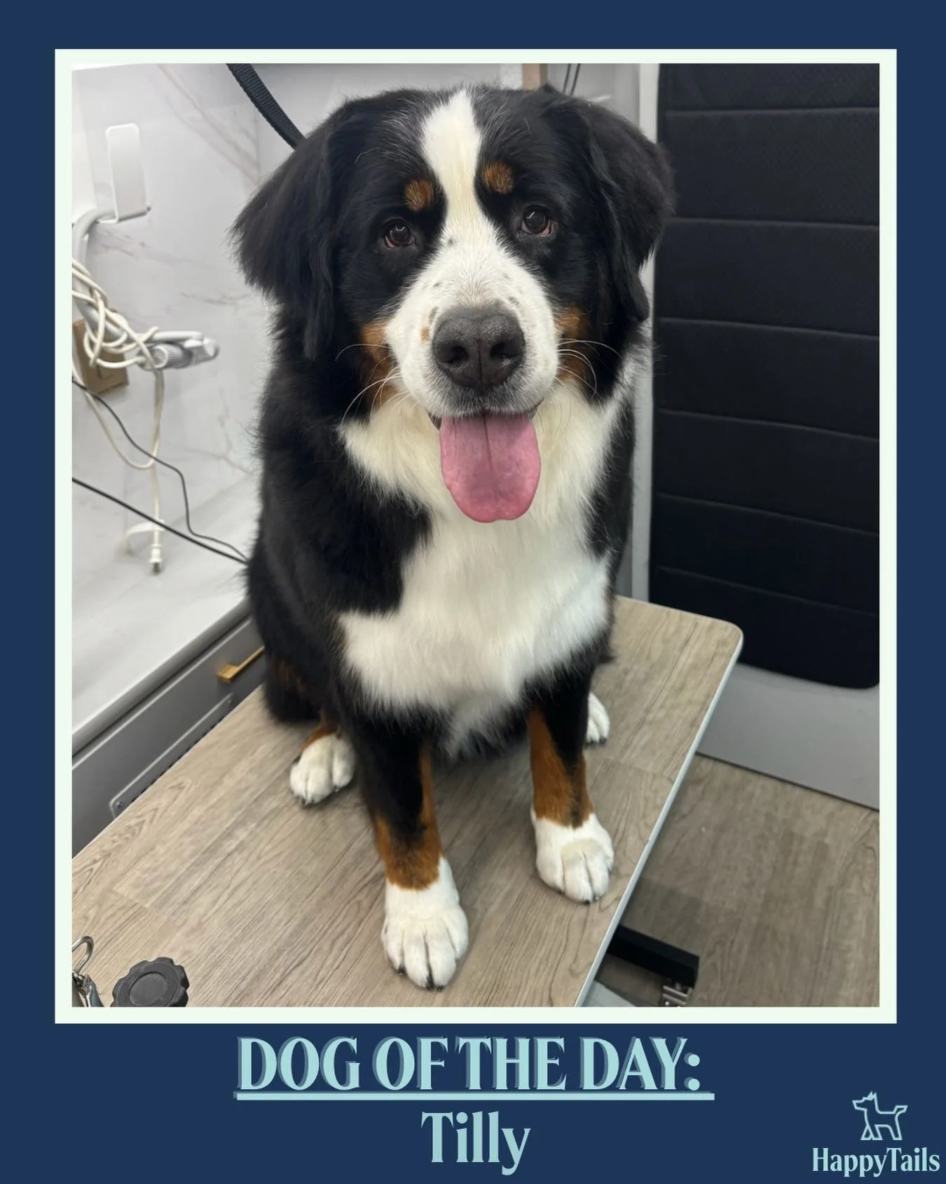 Tilly 💕🐾 #dogoftheday #happytailsmpc