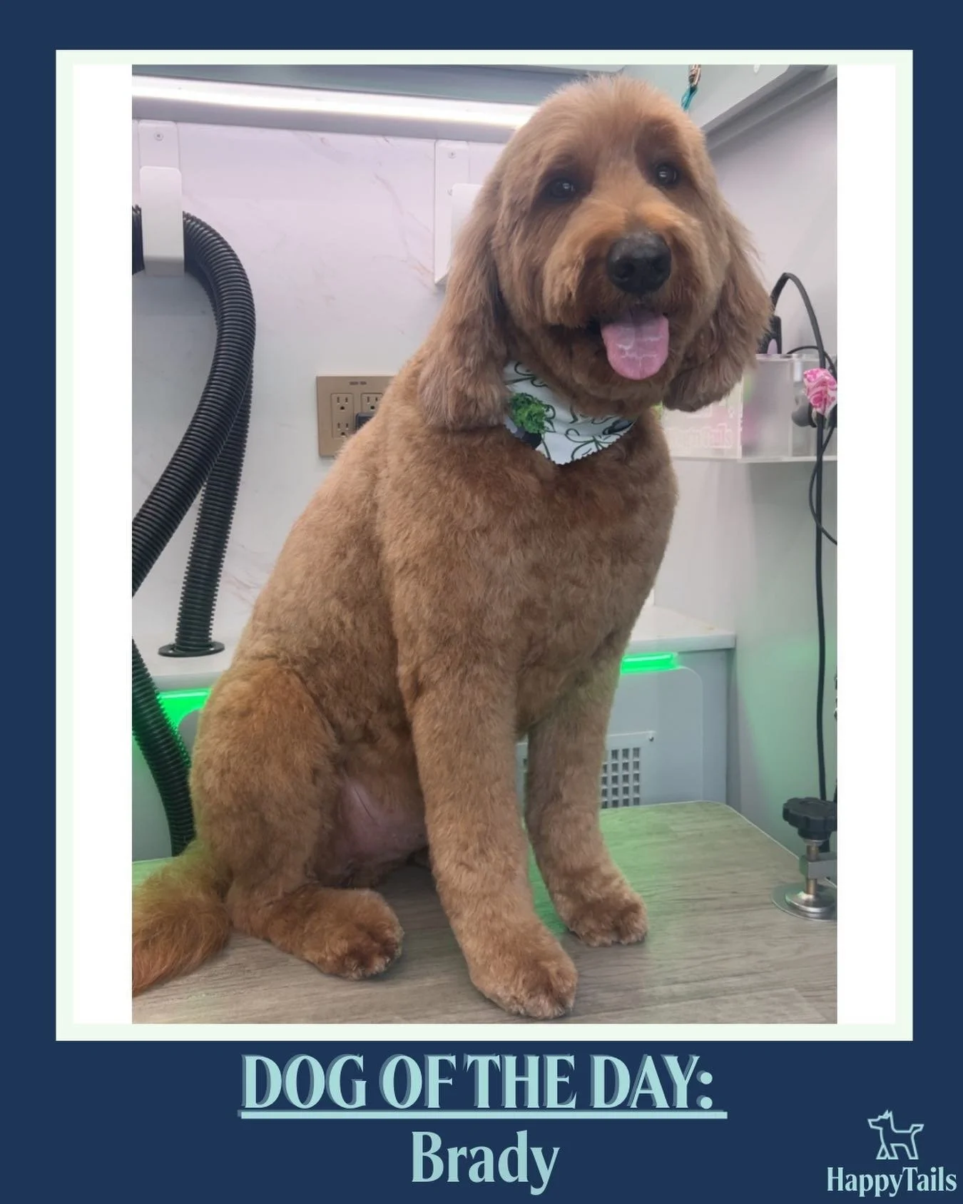 Brady 💕🐾 #dogoftheday #happytailsmpc