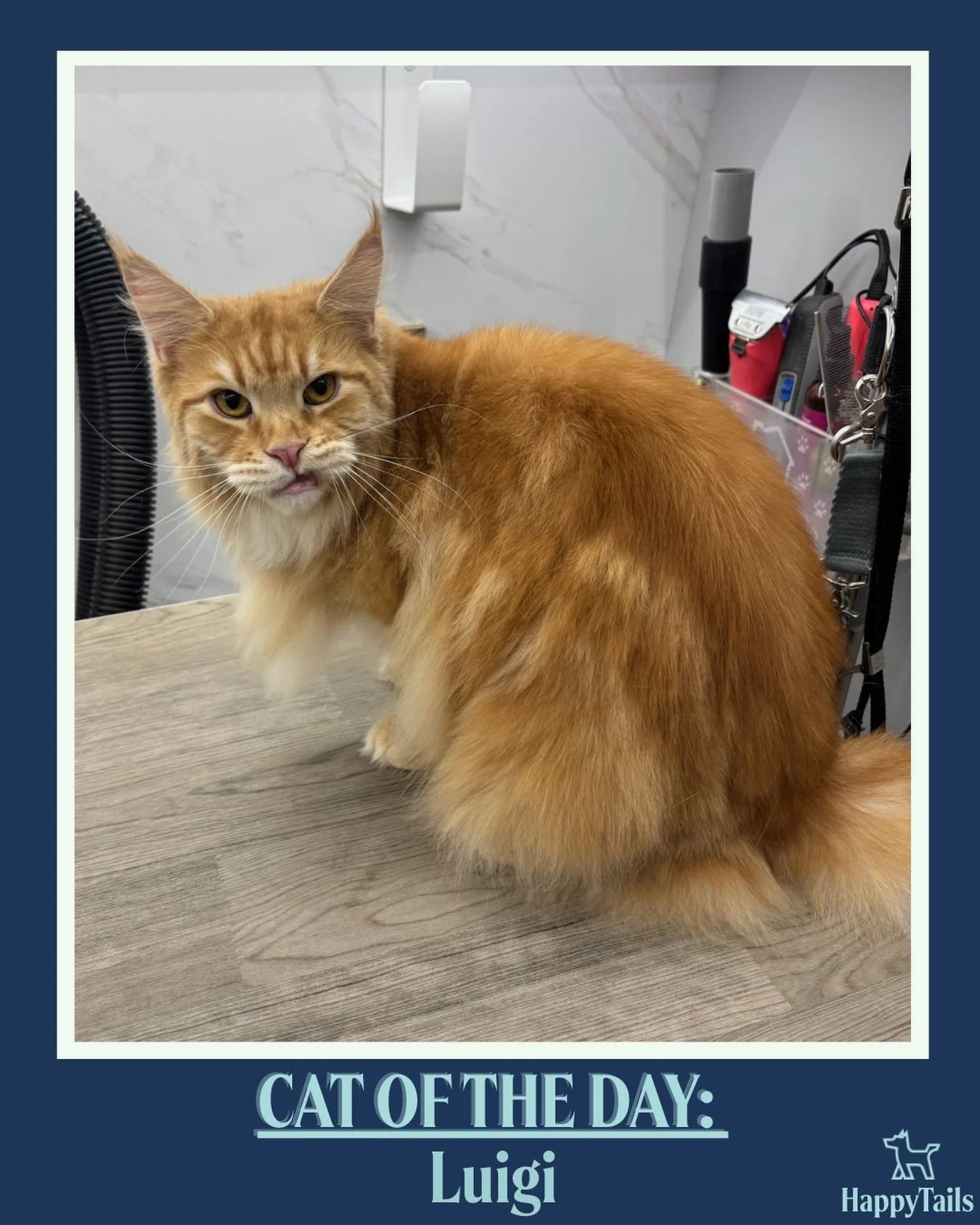 Luigi 💕🐾 #catoftheday #happytailsmpc