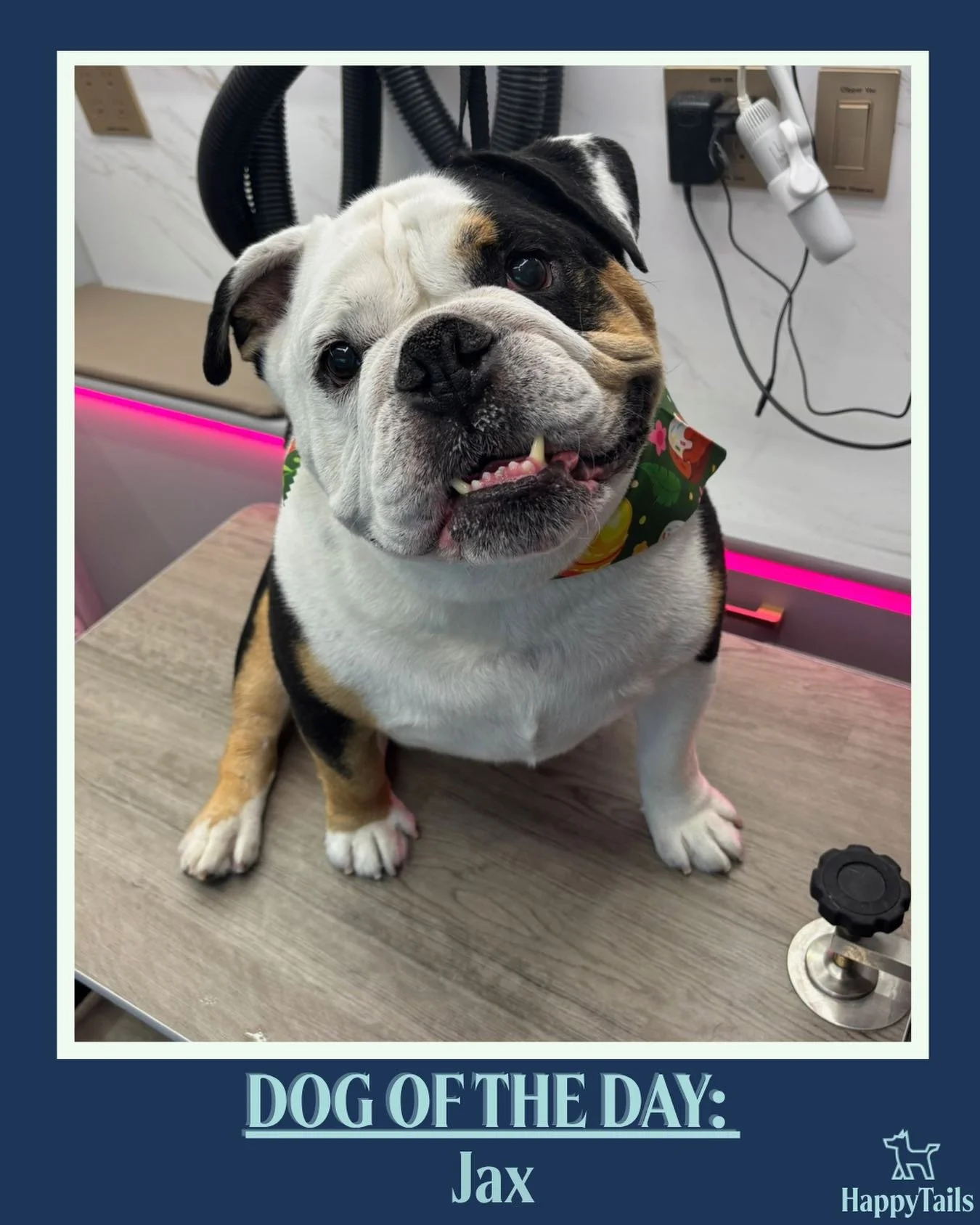 Jax 💕🐾 #dogoftheday #happytailsmpc