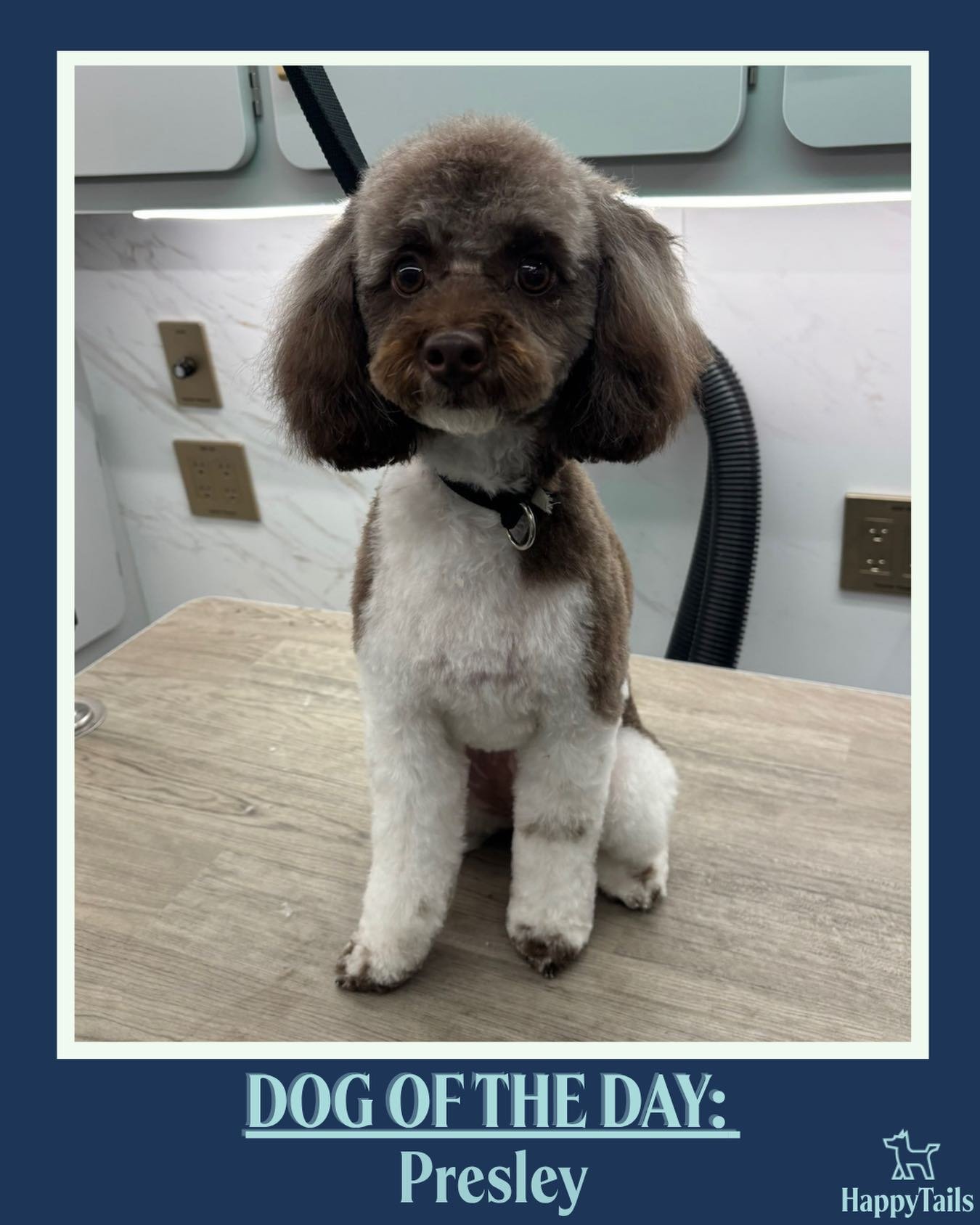 Presley 💕🐾 #dogoftheday #happytailsmpc