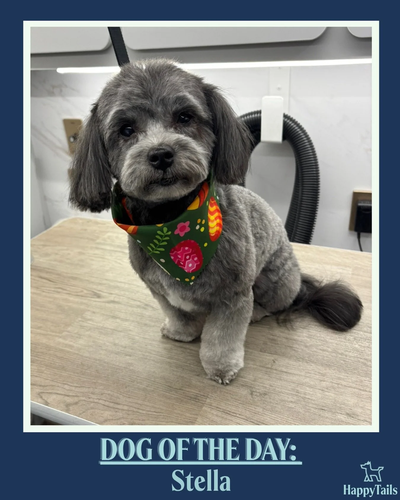 Stella 💕🐾 #dogoftheday #happytailsmpc