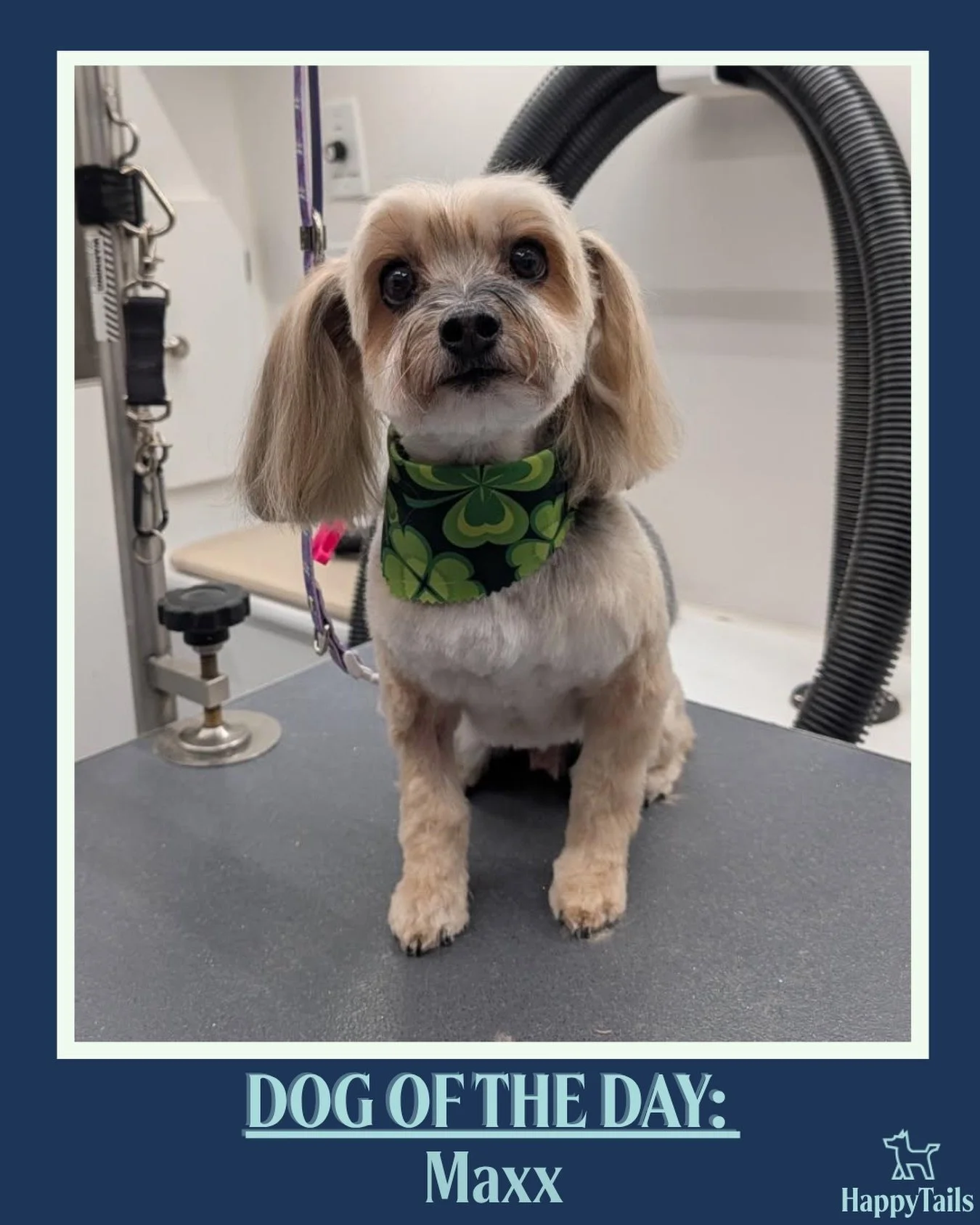 Maxx 💕🐾 #dogoftheday #happytailsmpc