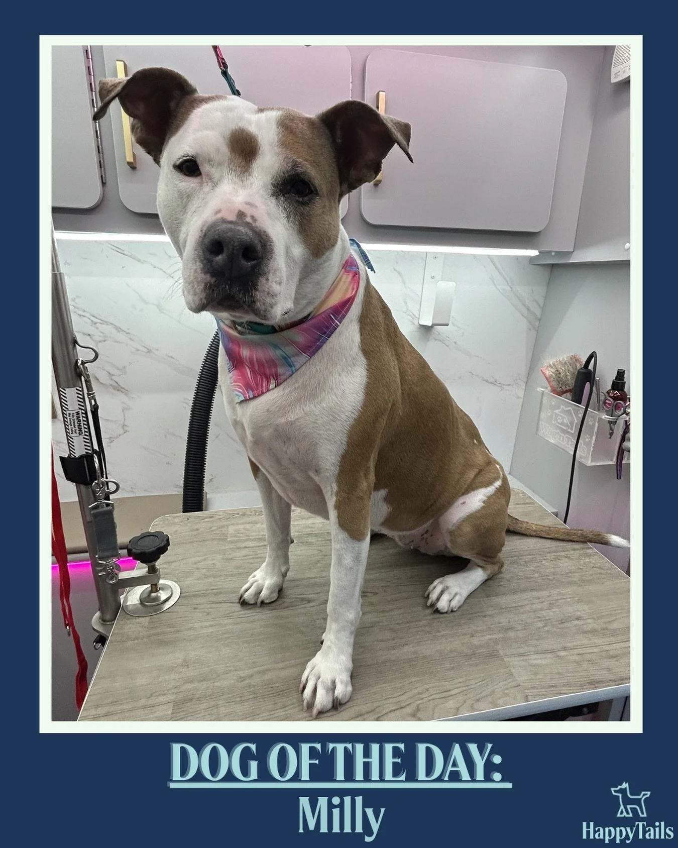 Milly 💕🐾 #dogoftheday #happytailsmpc