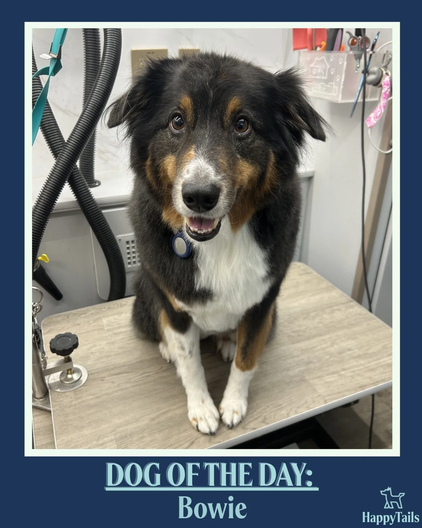 Bowie 🐾💕 #dogoftheday #happytailsmpc