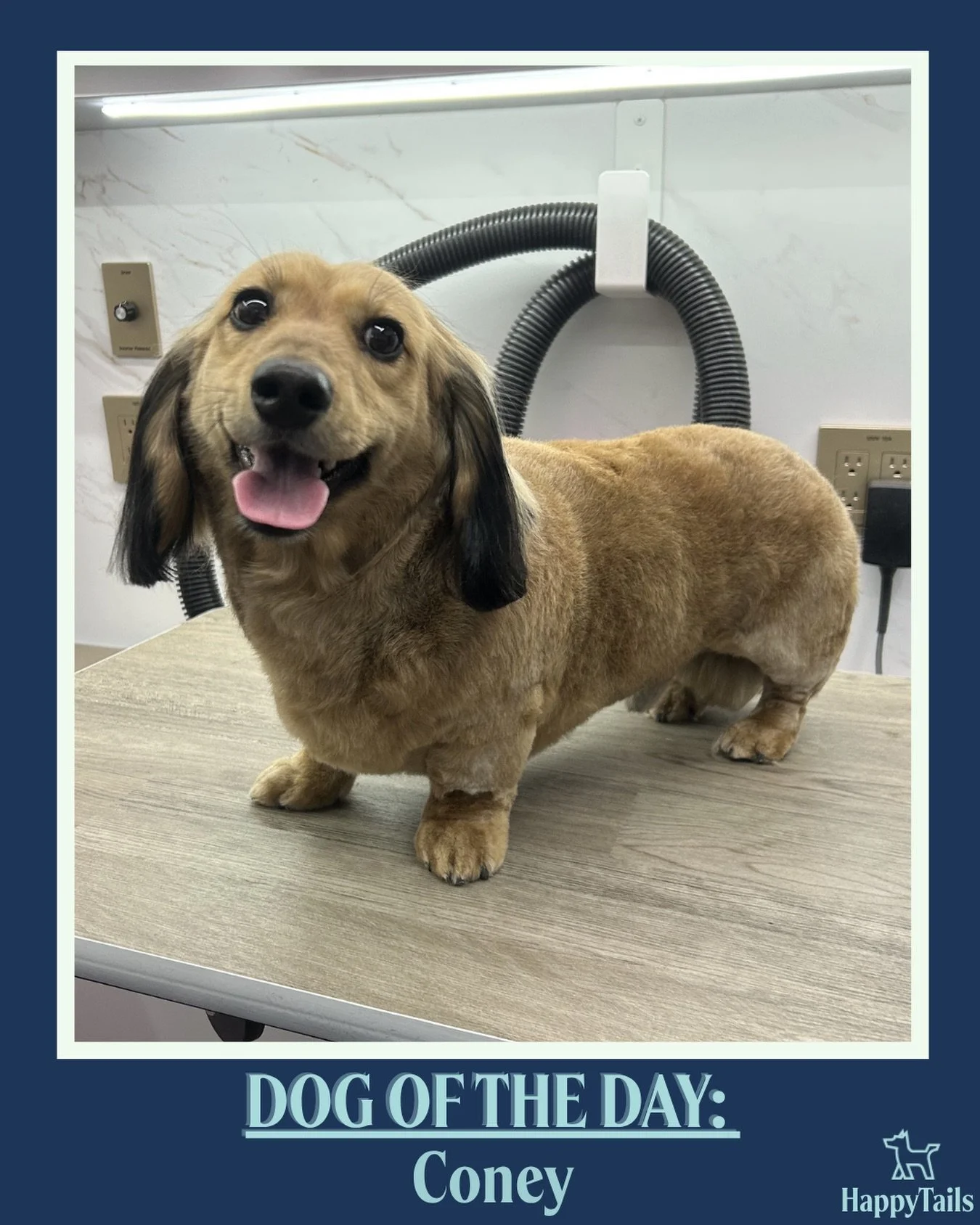 Coney 💕🐾 #dogoftheday #happytailsmpc