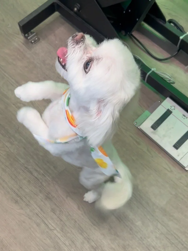 Transformation Tuesday! 🚨 Swipe to the end to see some of the cutest groom moments with Chapo! 💕