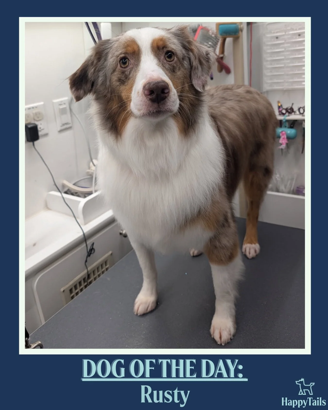 Rusty 💕🐾 #dogoftheday #happytailsmpc