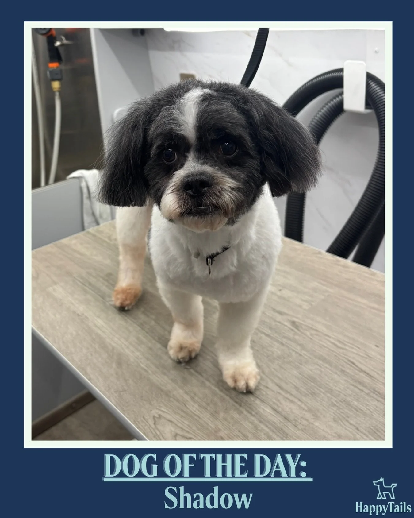 Shadow💕🐾 #dogoftheday #happytailsmpc