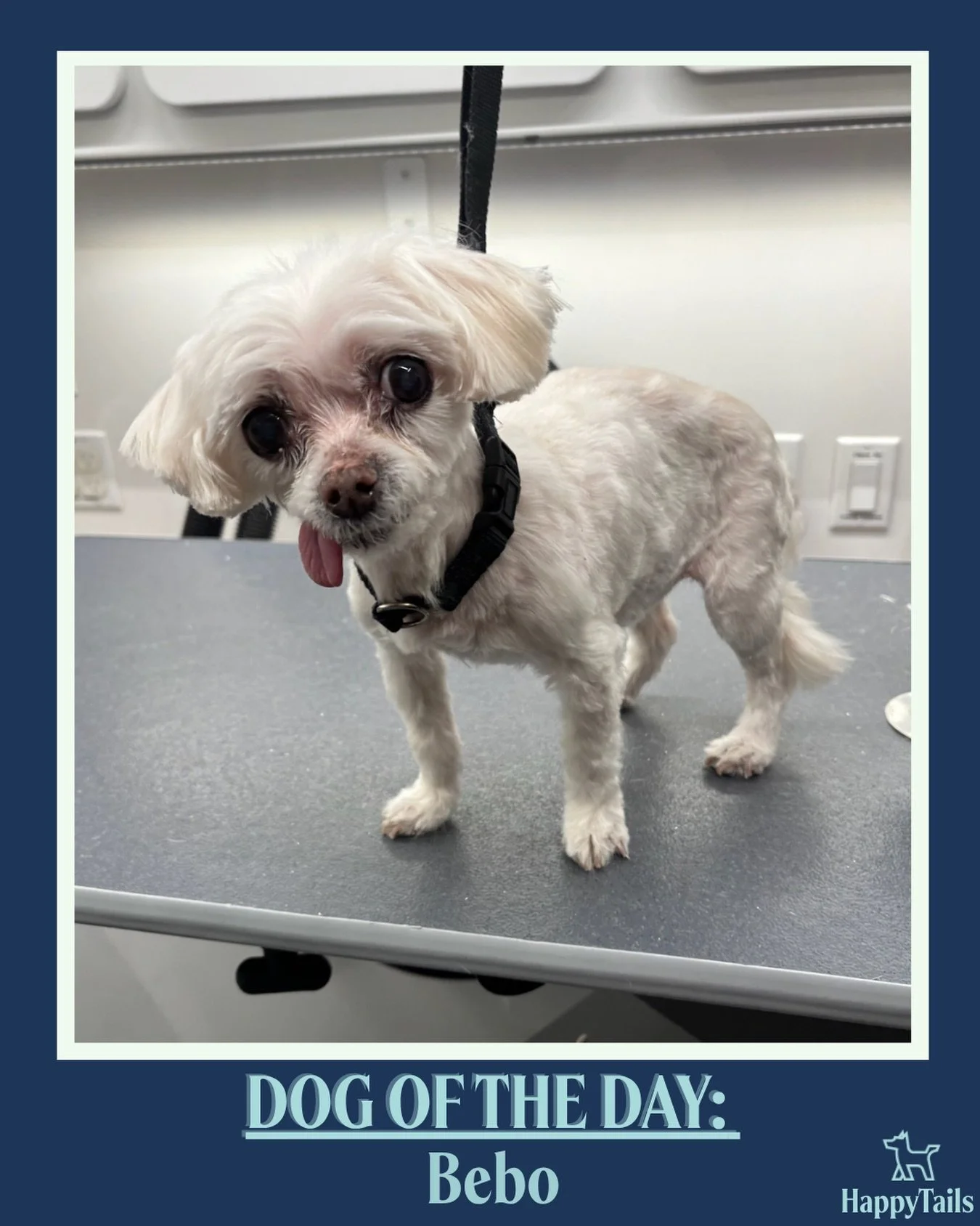 Bebo 💕🐾 #dogoftheday #happytailsmpc