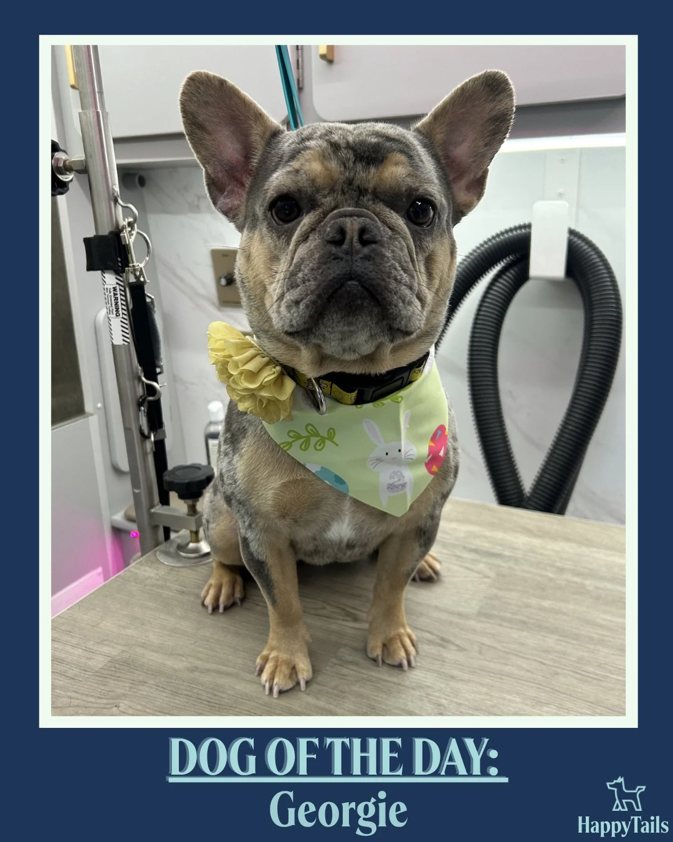 Georgie 💕🐾 #dogoftheday #happytailsmpc