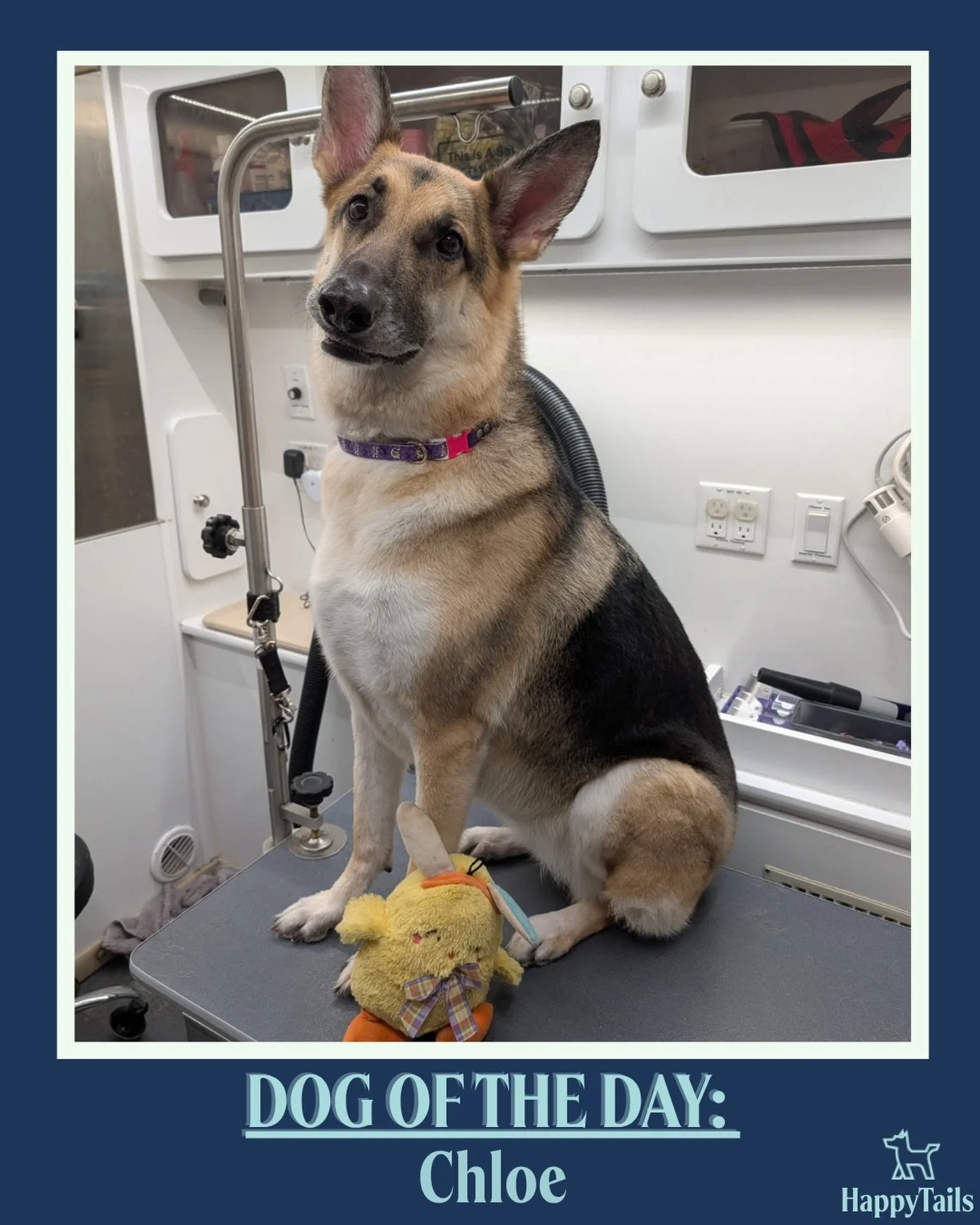 Chloe 💕🐾 #dogoftheday #happytailsmpc