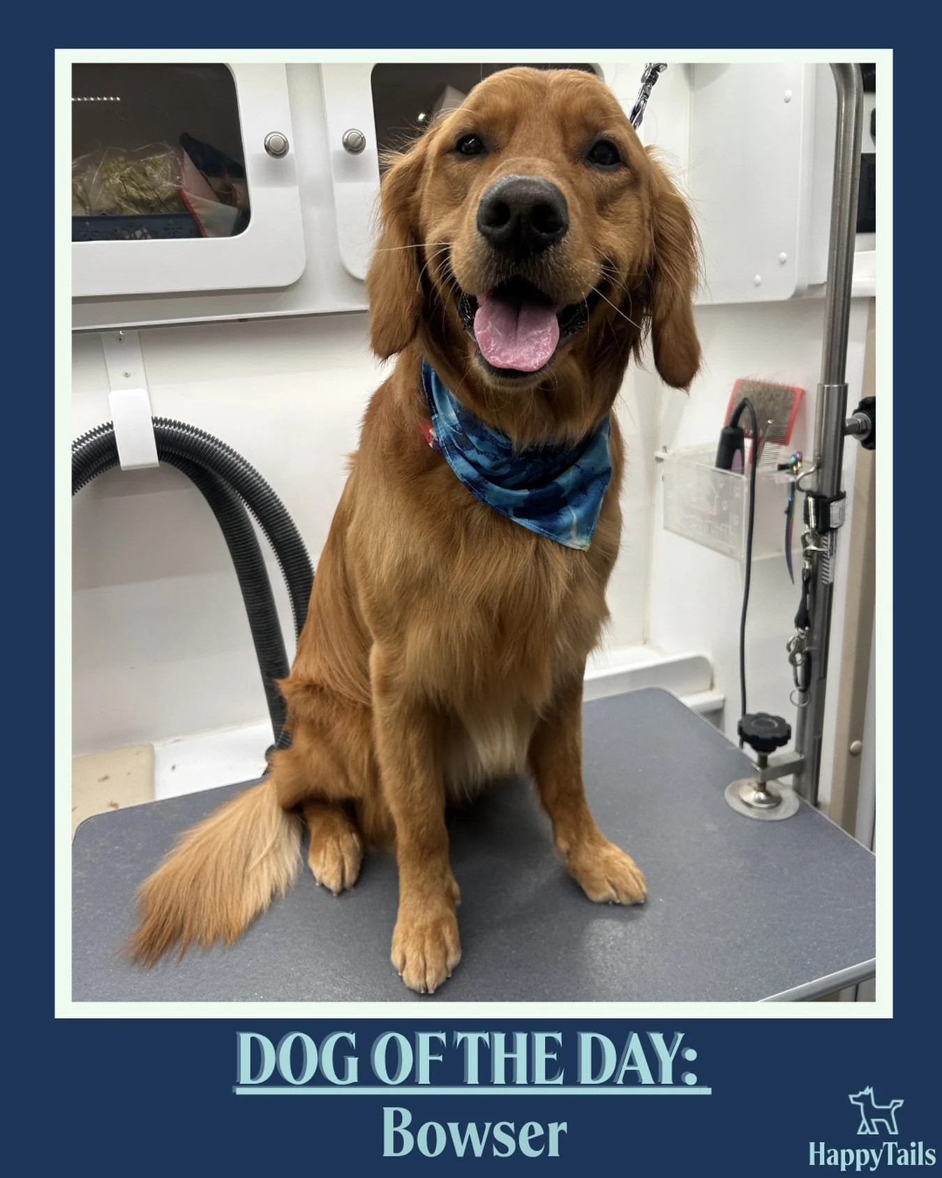 Bowser 💕🐾 #dogoftheday #happytailsmpc