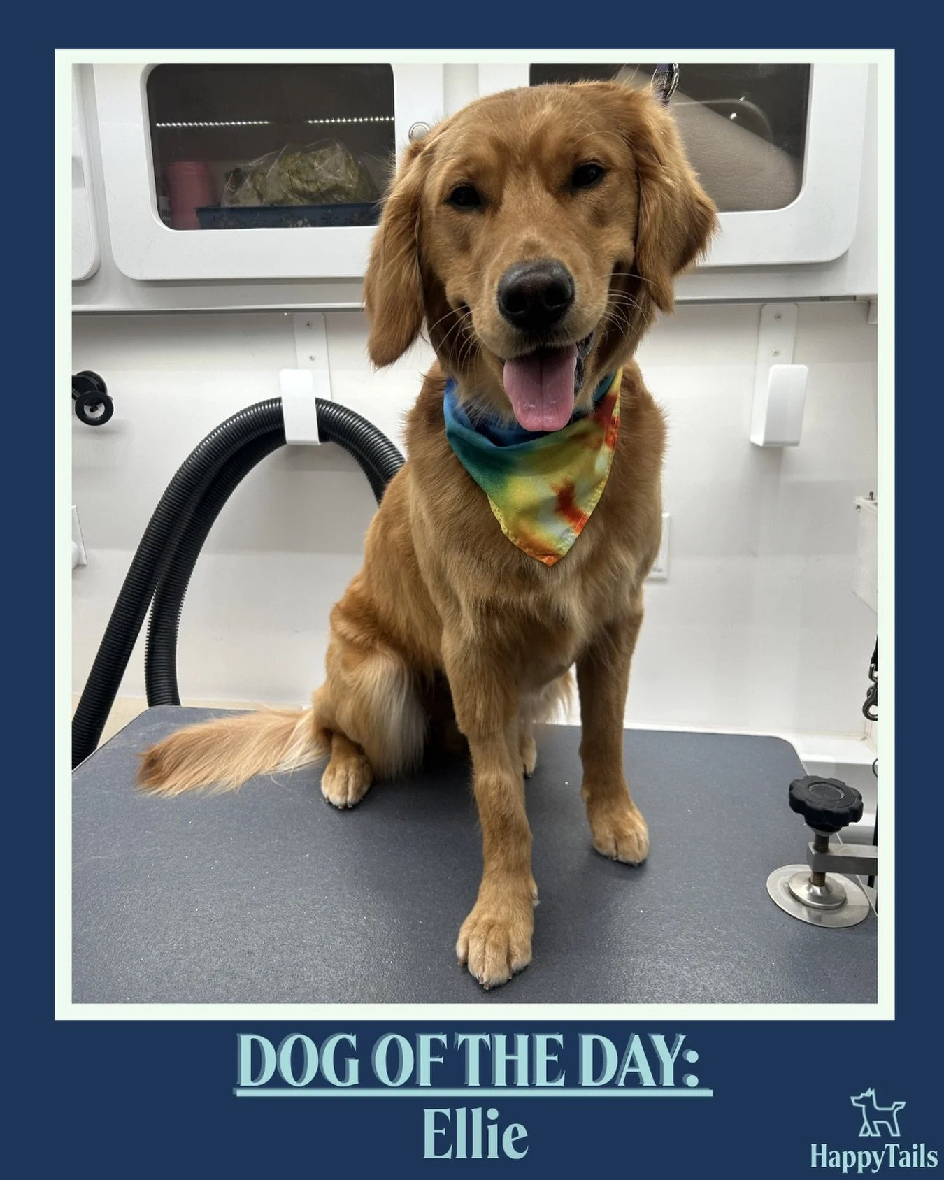 Ellie 💕🐾 #dogoftheday #happytailsmpc