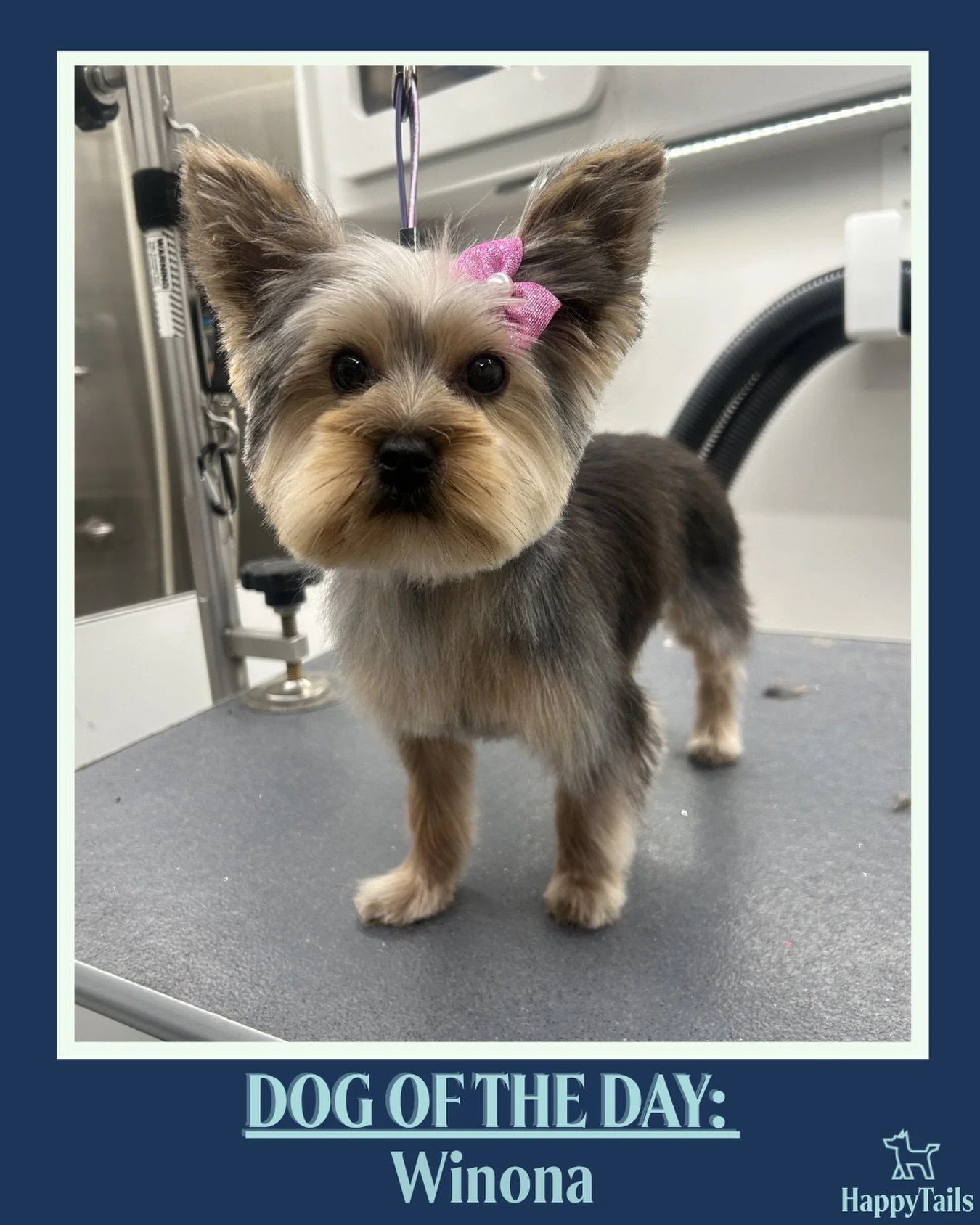 Winona 💕🐾 #dogoftheday #happytailsmpc