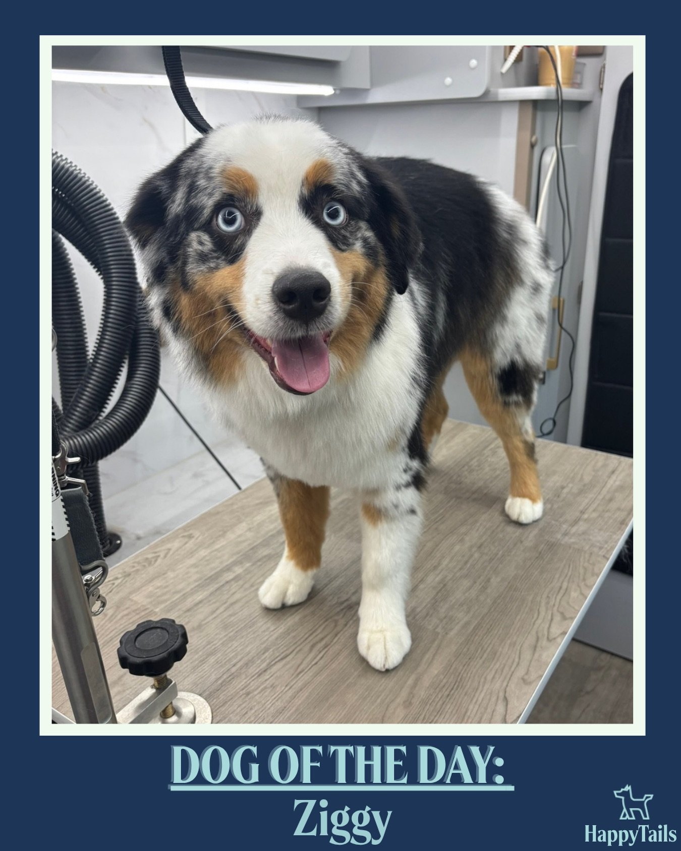 Ziggy 💕🐾 #dogoftheday #happytailsmpc