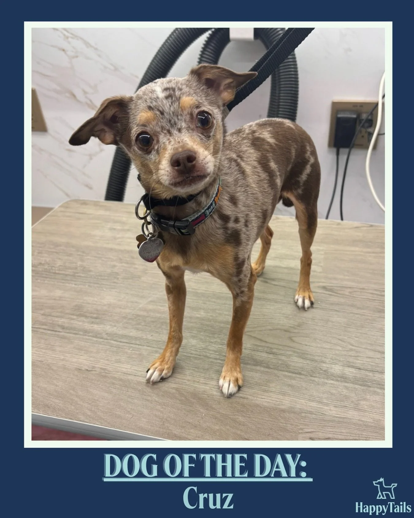 Cruz 💕🐾 #dogoftheday #happytailsmpc